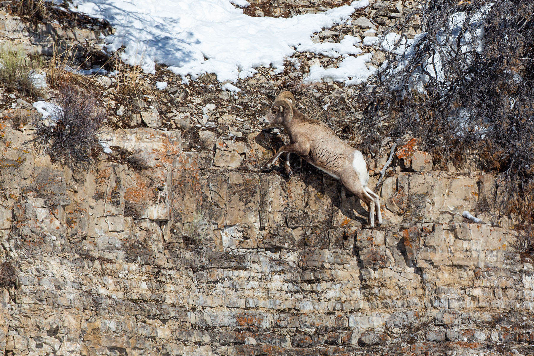 Bighorn sheep, Lamar Valley, Yellowstone.  Click for next photo.