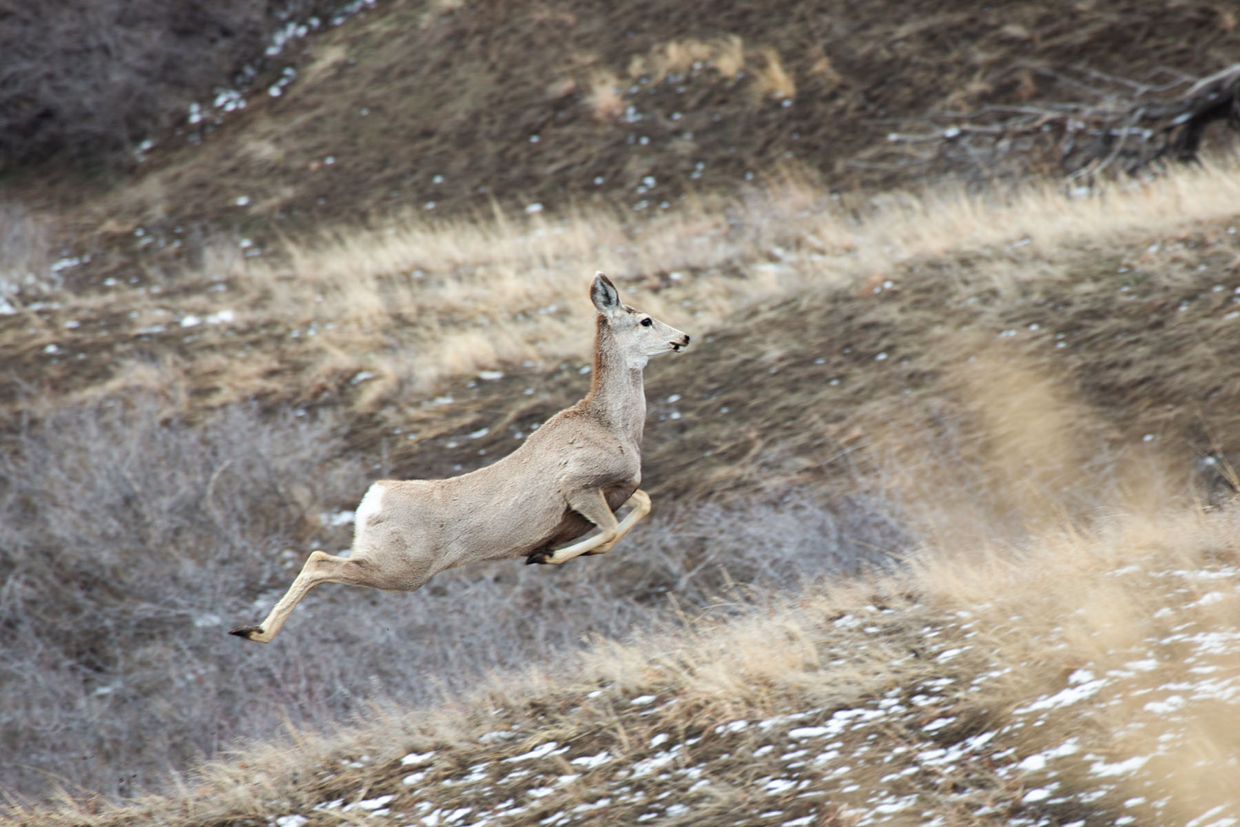 Deer, Badlands National Park.  Click for next photo.