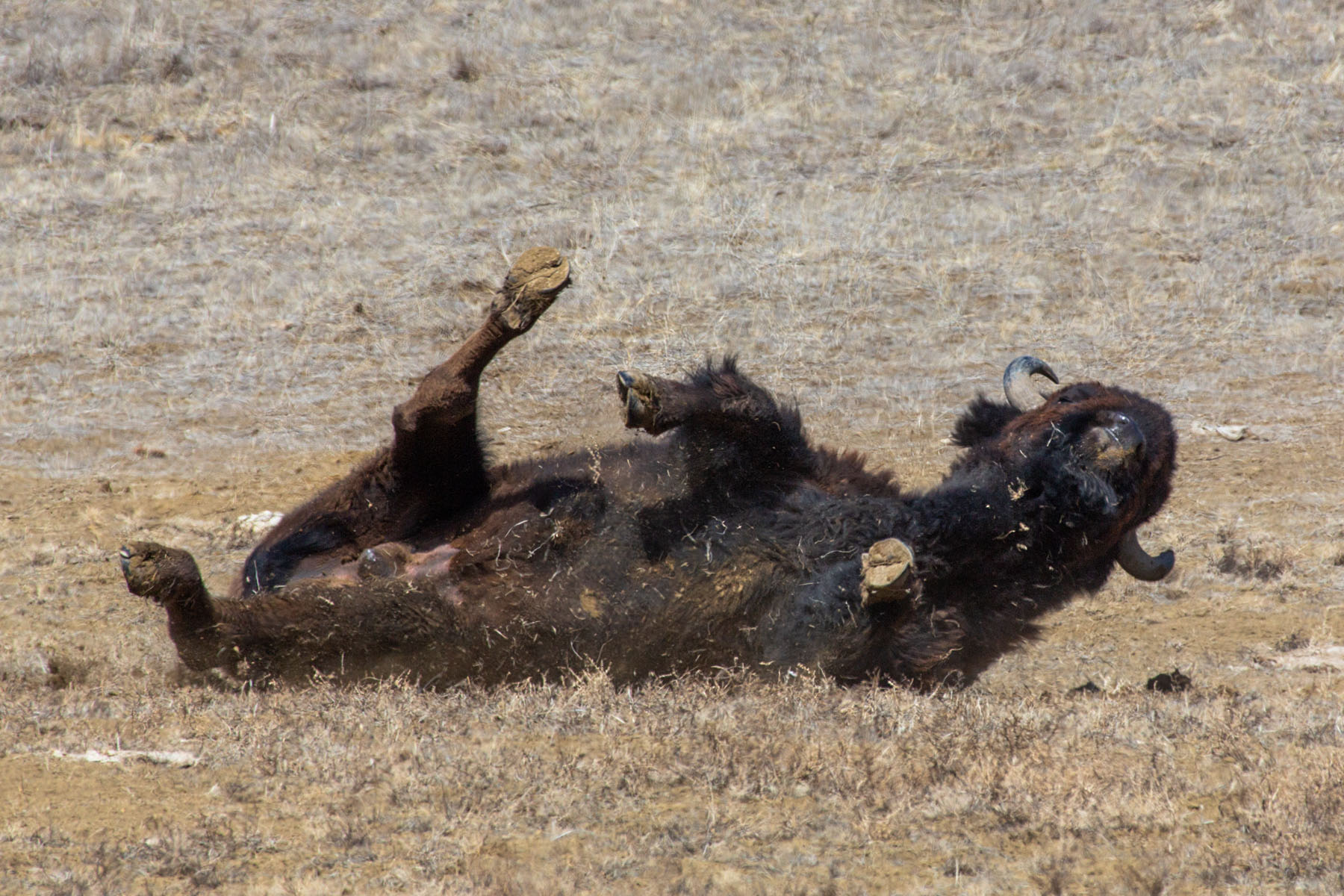 Bison taking a dust bath, Badlands National Park.  Click for next photo.