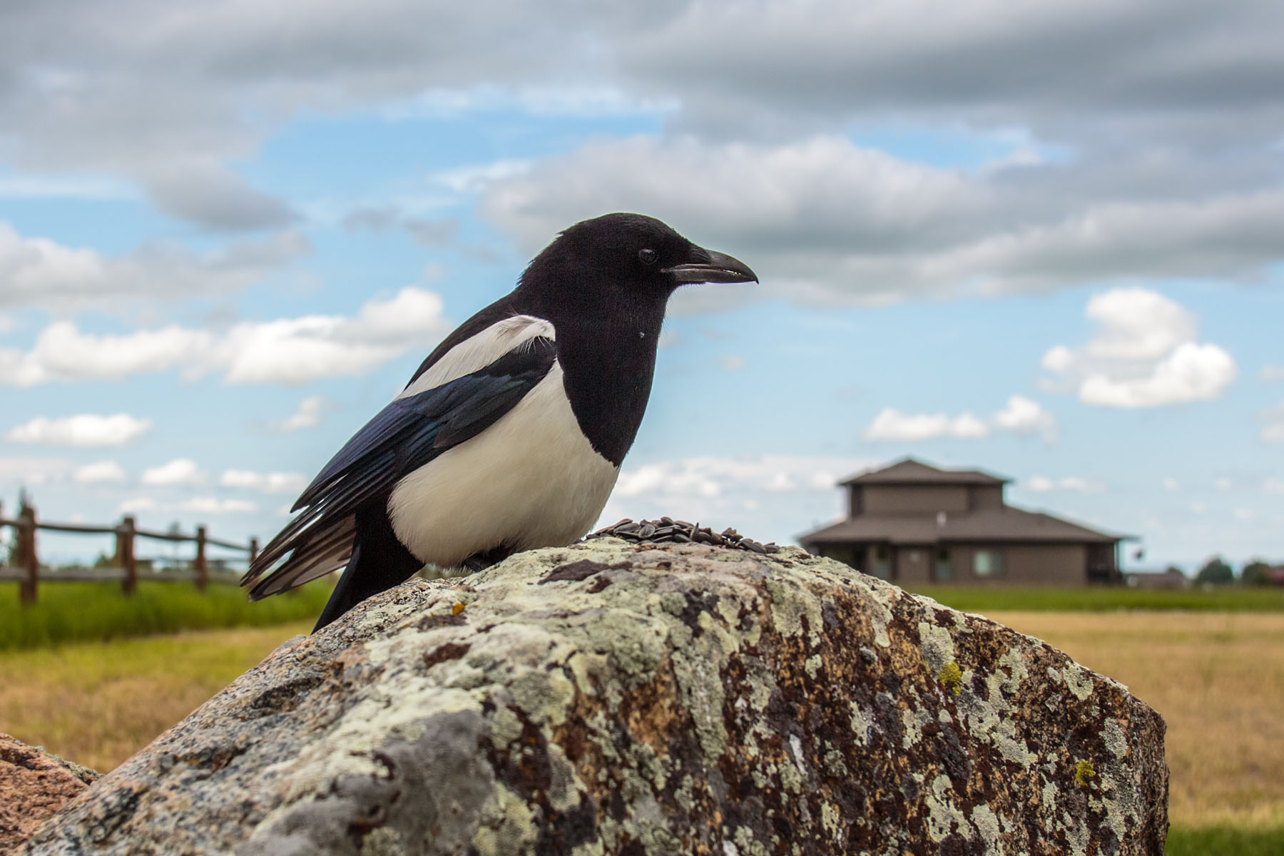 Magpie in back yard.  Remote trigger.  Click for next photo.