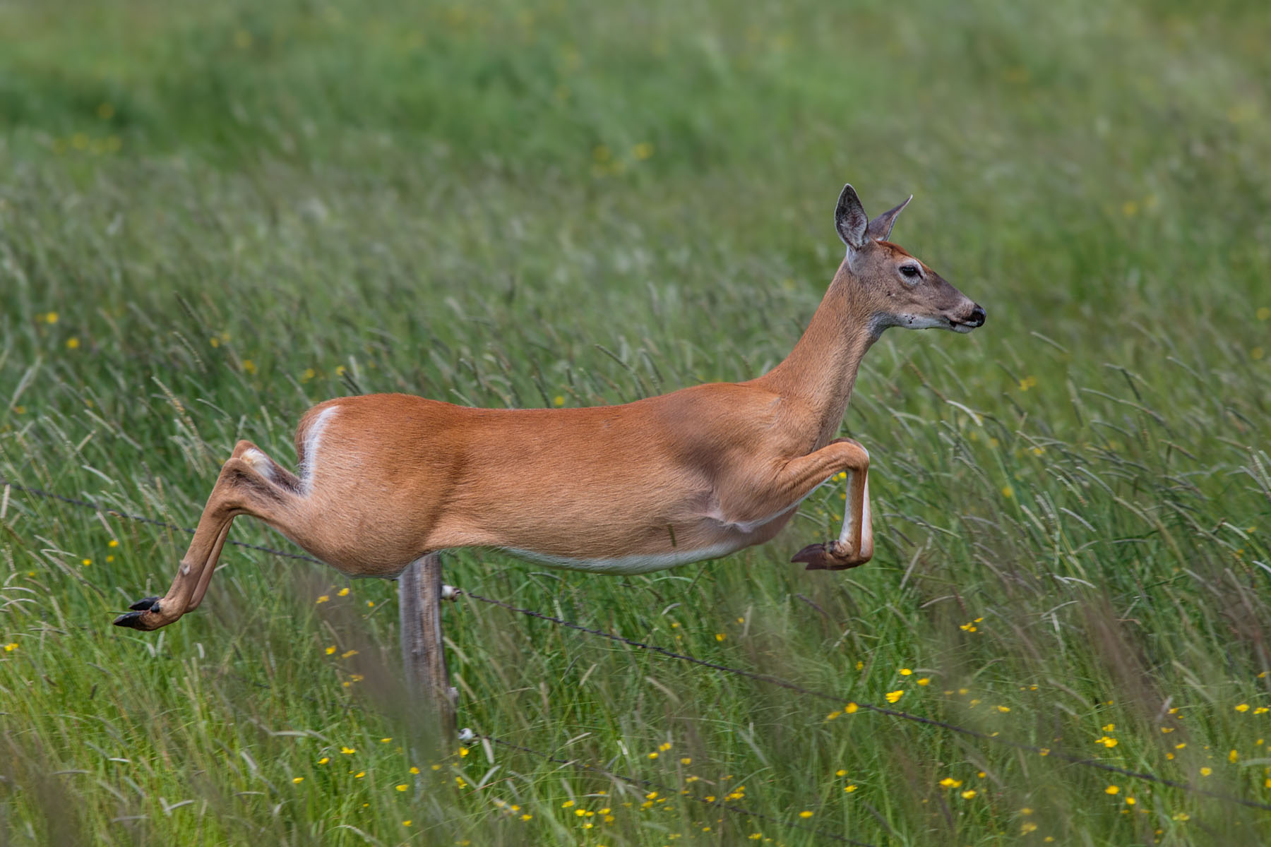 Deer leaping fence.  Click for next photo.