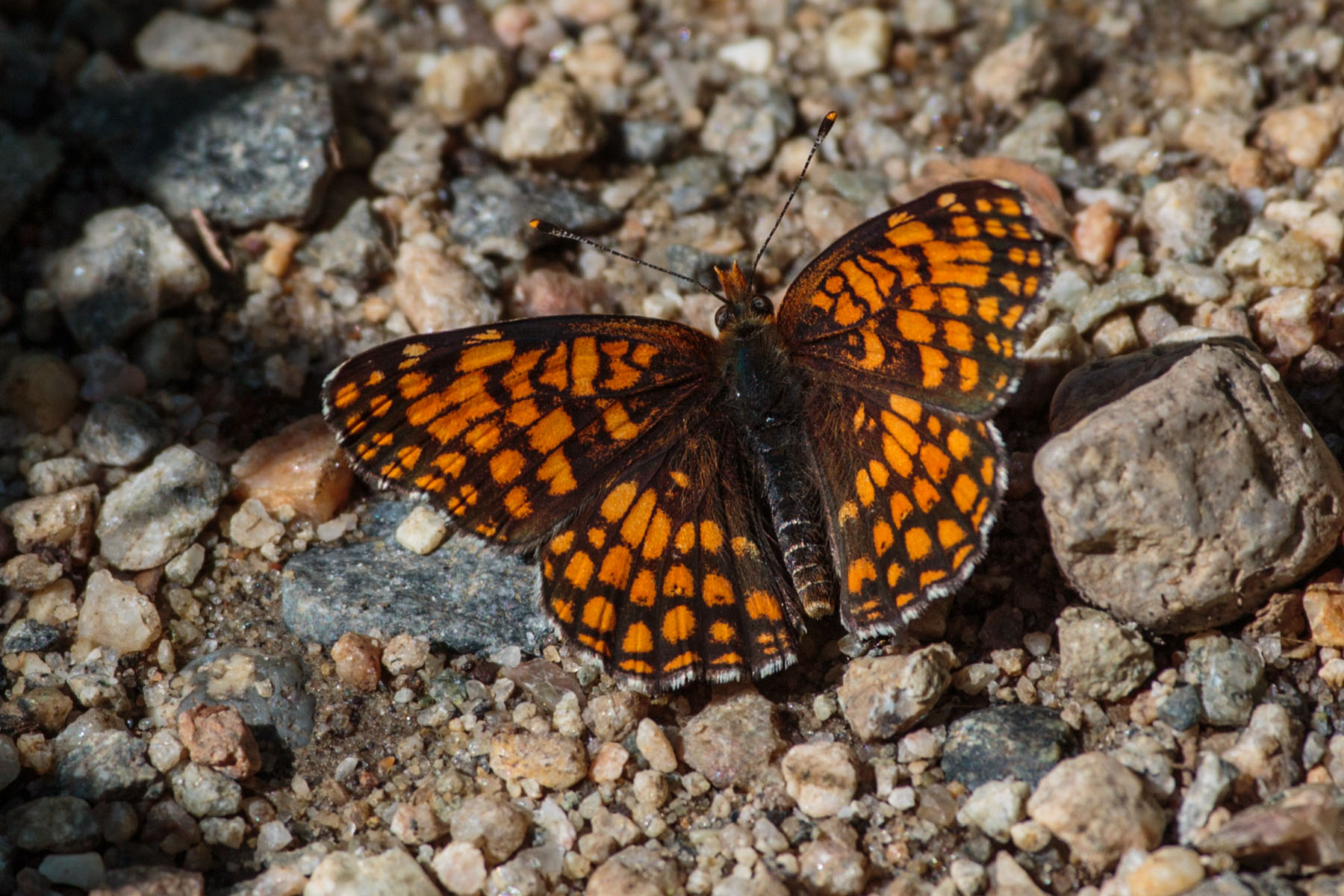 Butterfly on the Palisades Trail, Montana.  Click for next photo.