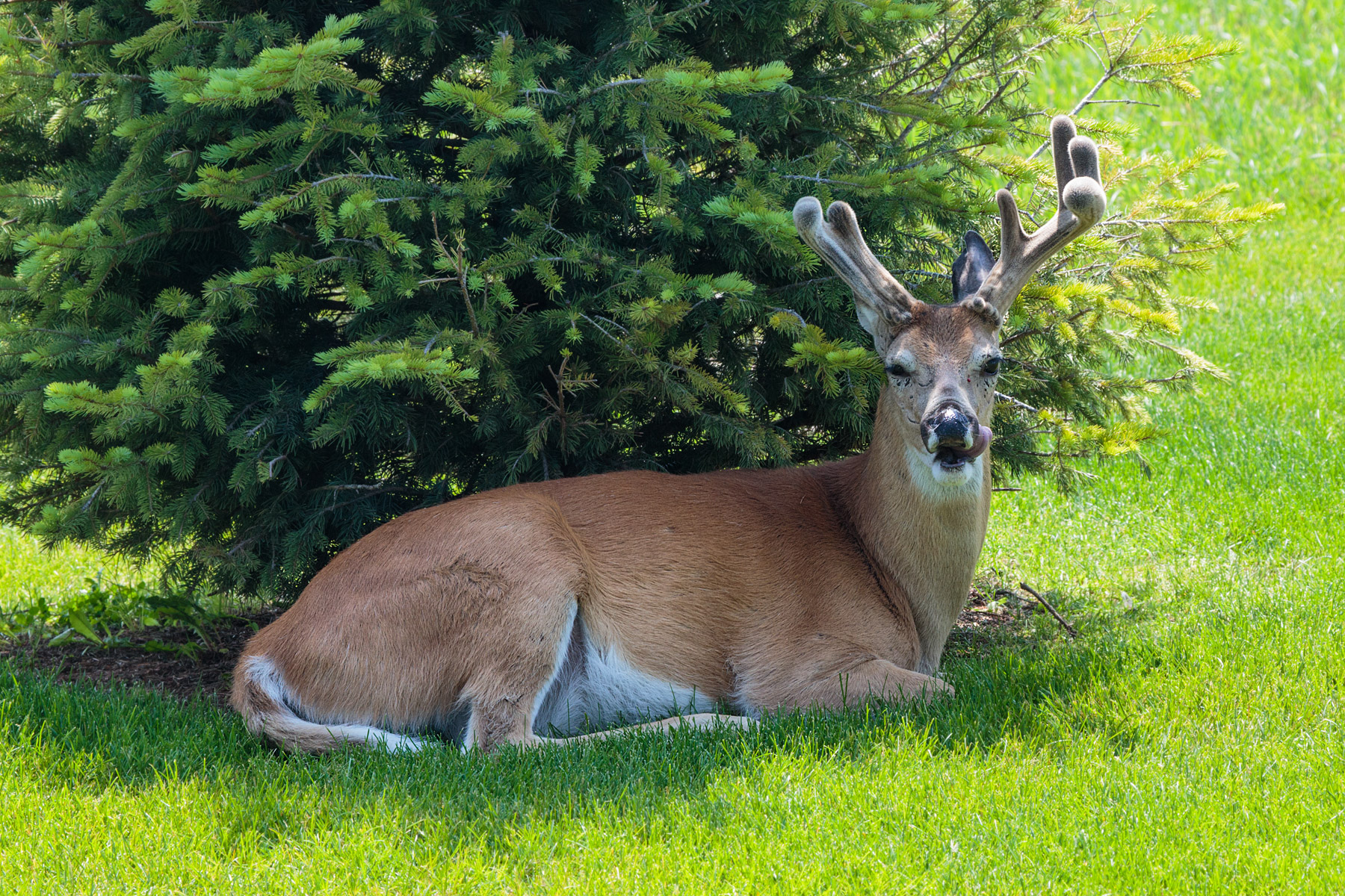Deer in back yard.  Click for next photo.