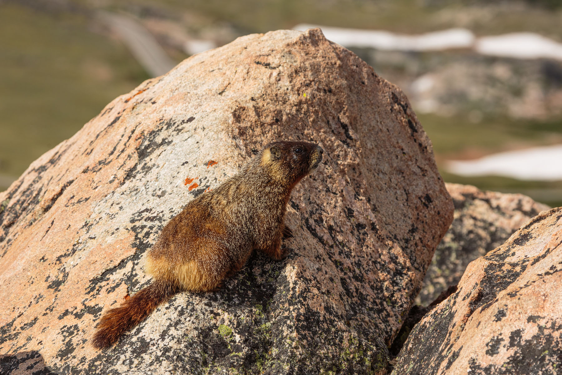 Marmot, Beartooth Highway, Wyoming.  Click for next photo.