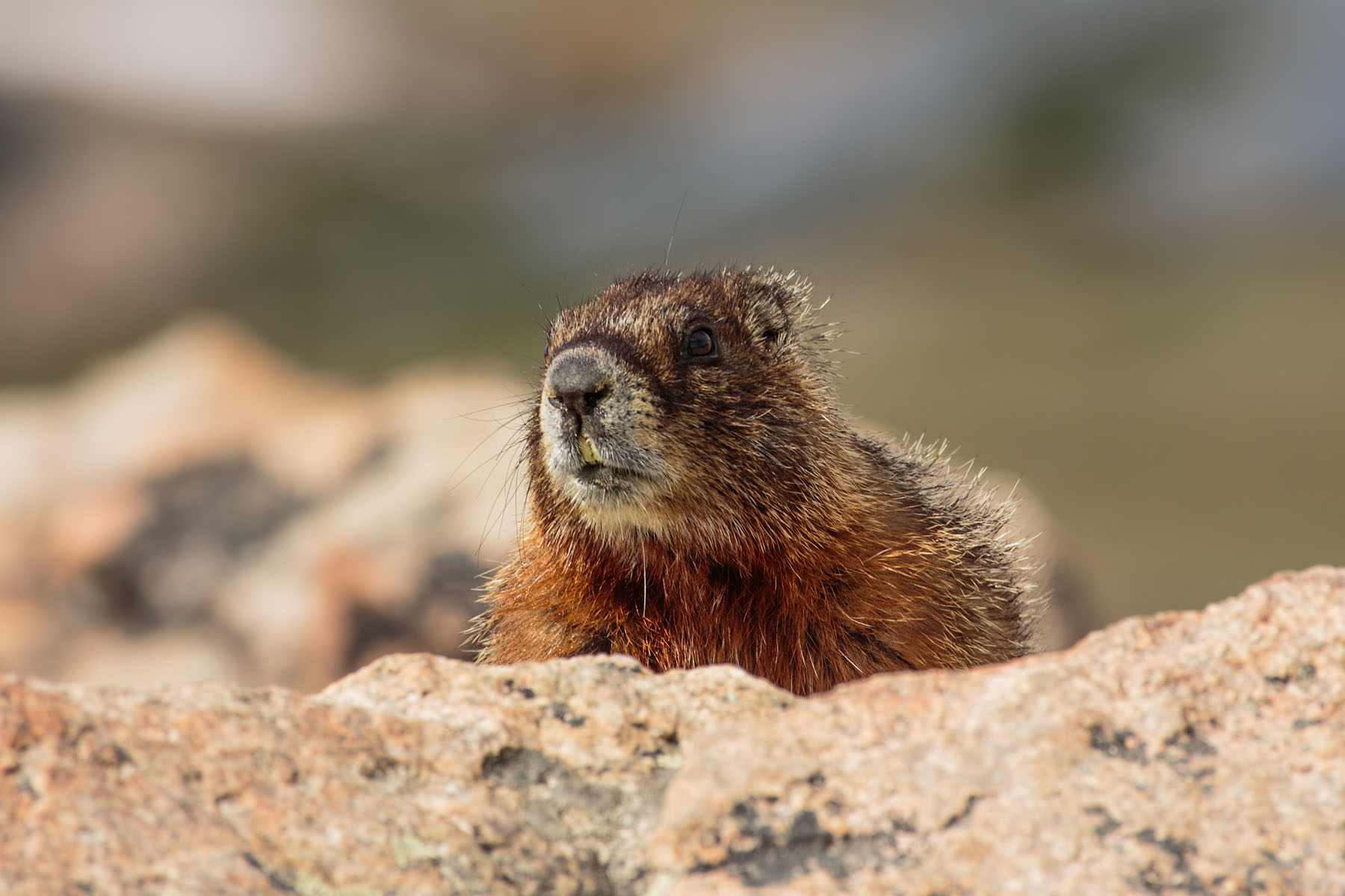 Marmot at the top of the pass, Beartooth Highway, Wyoming.  Click for next photo.