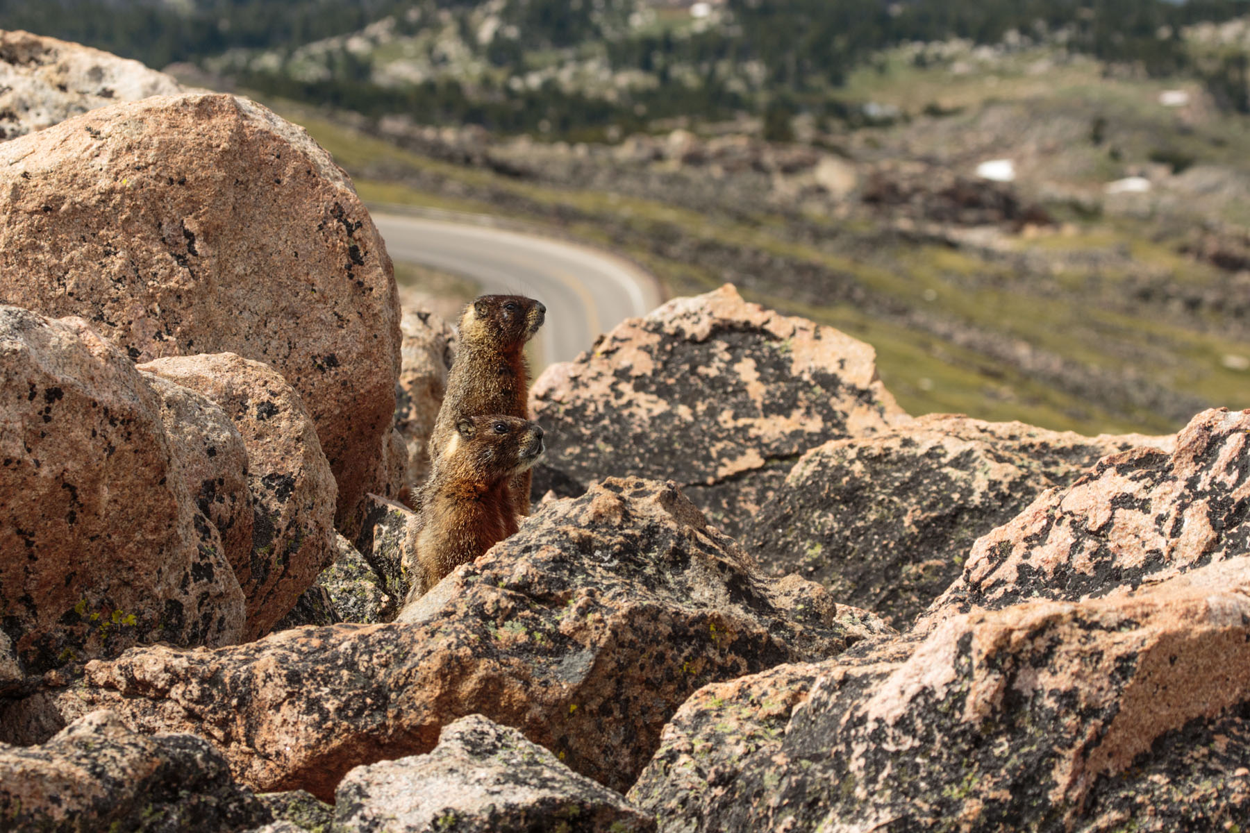Marmots on alert as predator flies over, Beartooth Highway, Wyoming.  Click for next photo.