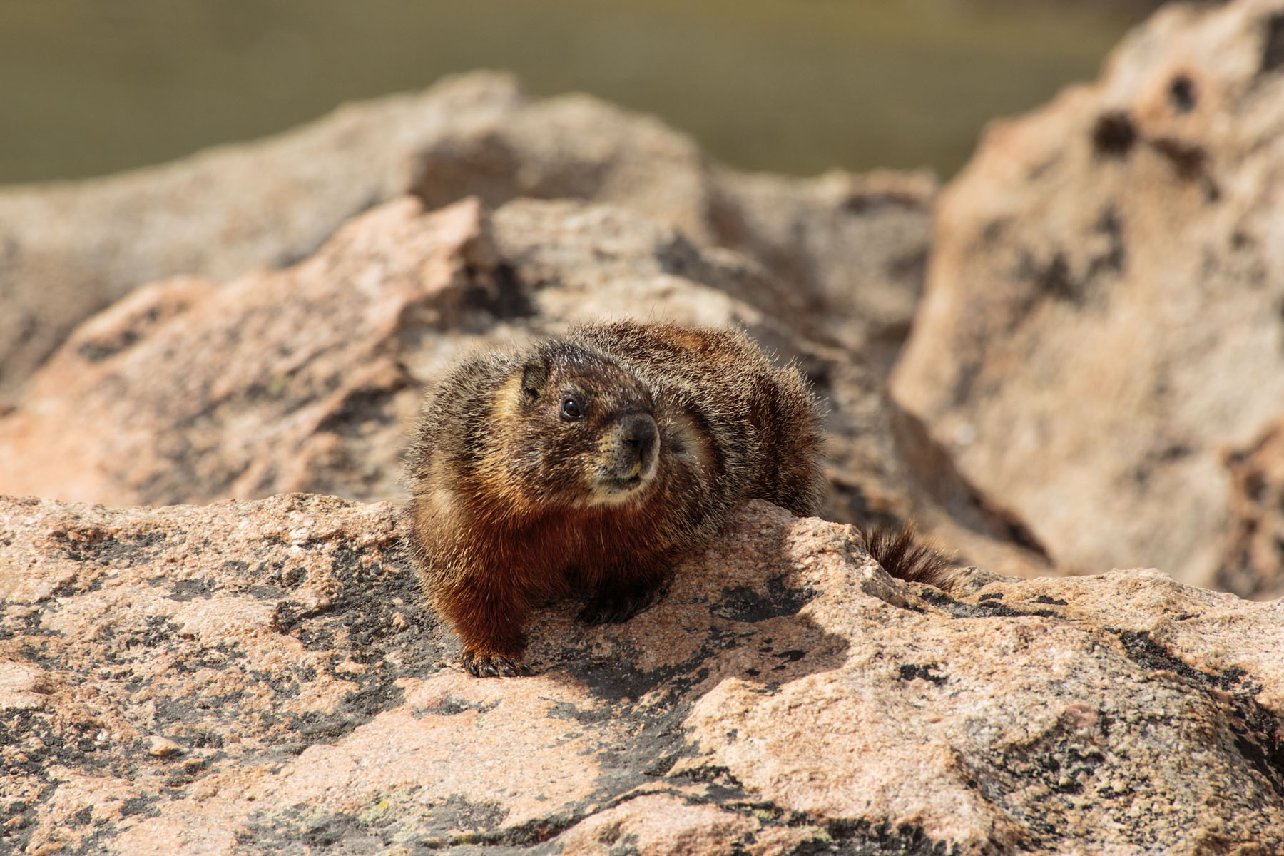 Marmot, Beartooth Highway, Wyoming.  Click for next photo.