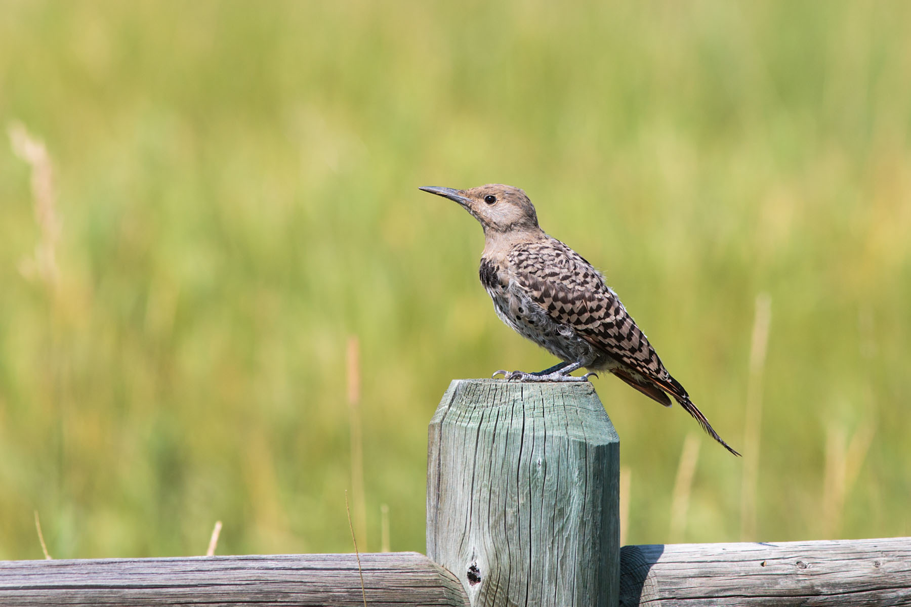 Northern Flicker.  Click for next photo.