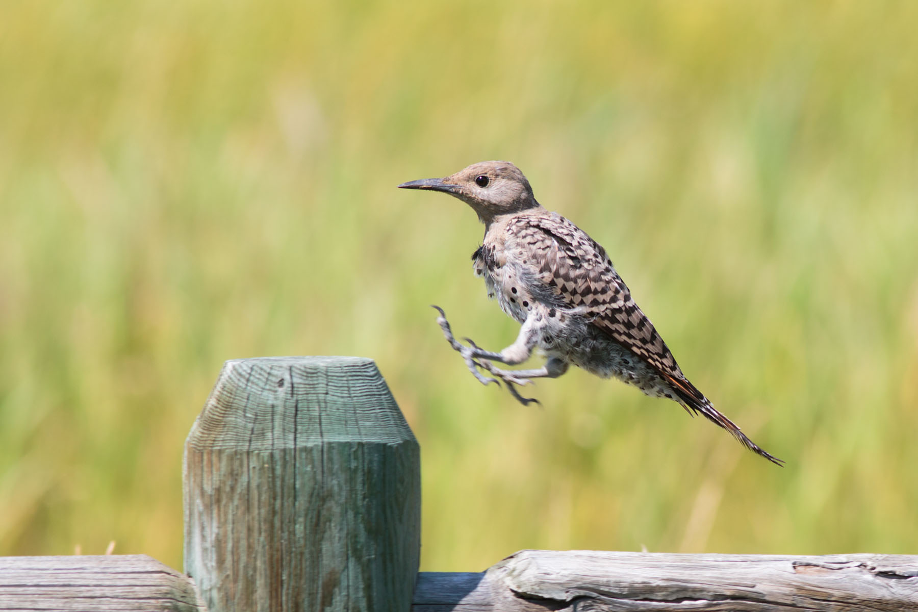 Northern Flicker.  Click for next photo.