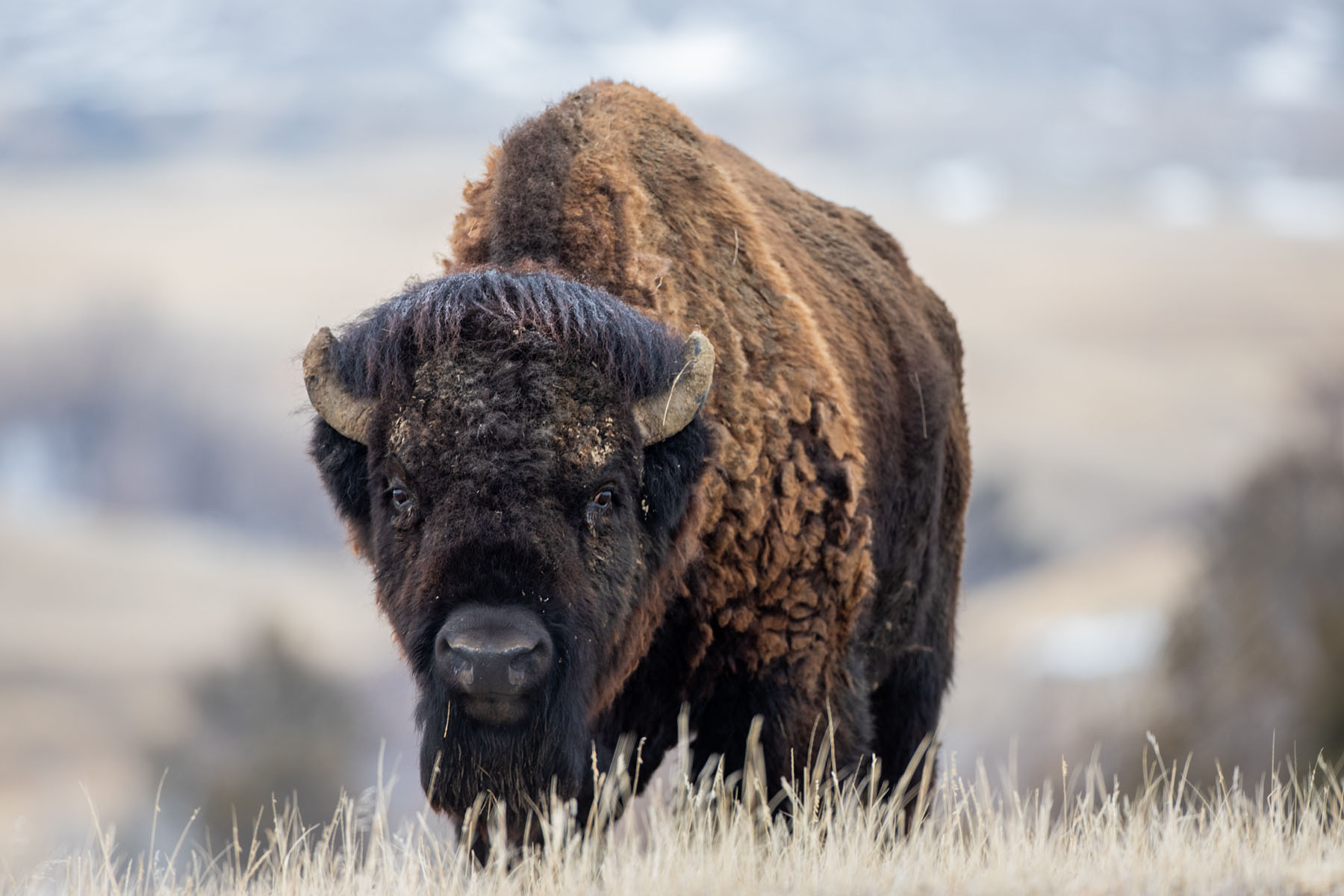 Bison, Badlands National Park.  Click for next photo.