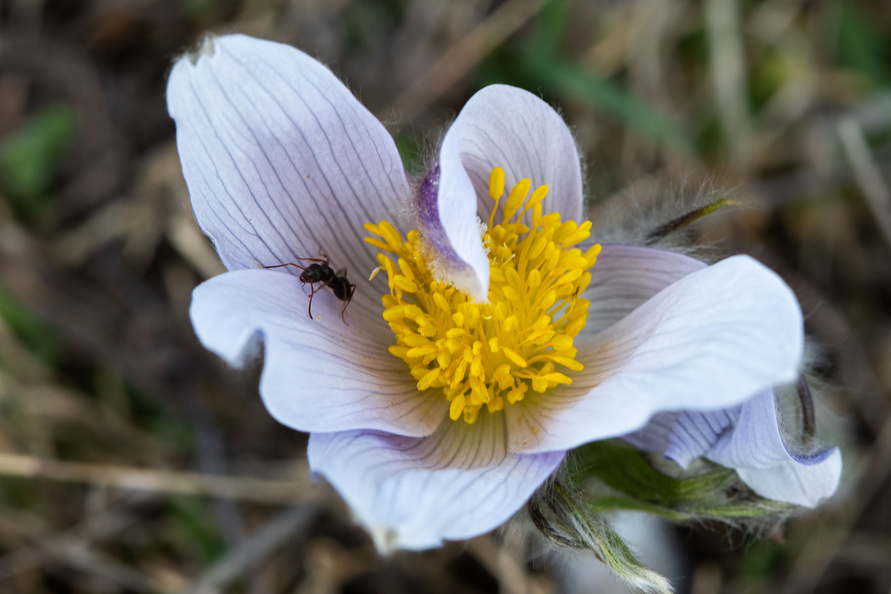 Prairie crocuses, Red Lodge Fairgrounds.  Click for next photo.