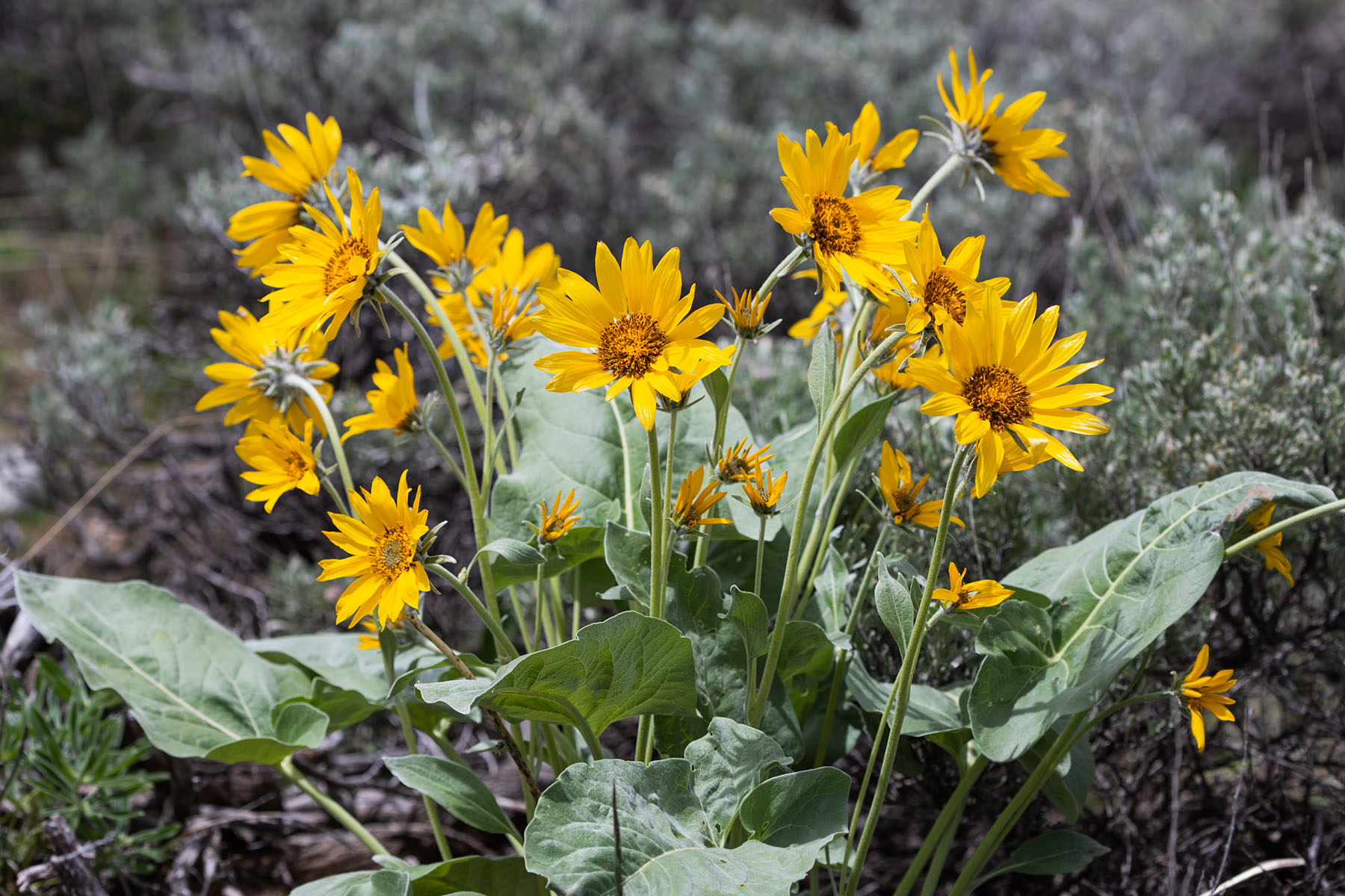 Red Lodge Fairgrounds.  Click for next photo.