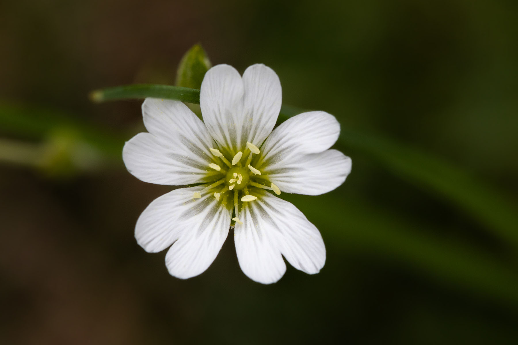 Wildflower, Montana.  Click for next photo.