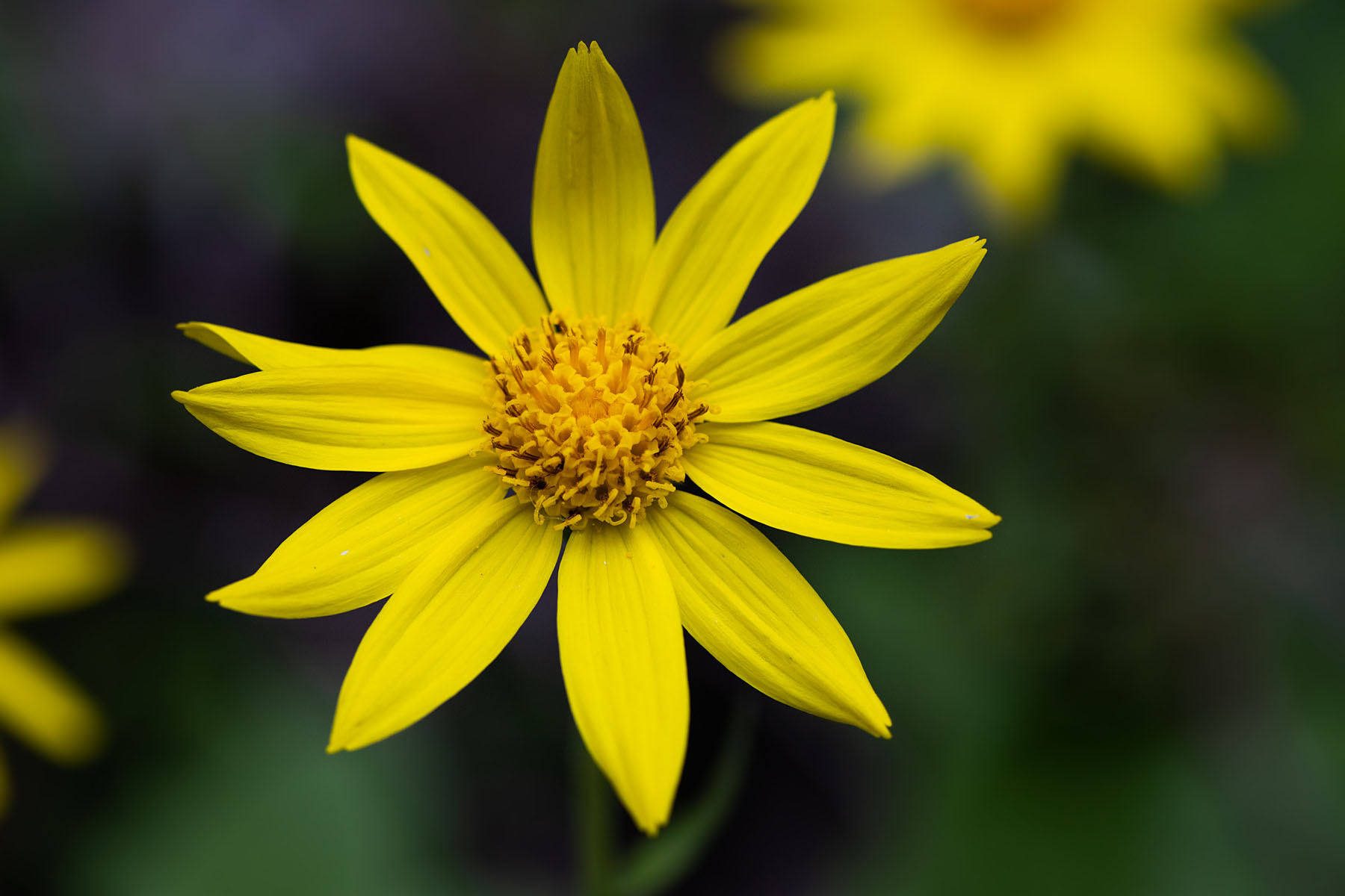 Wildflower, Montana.  Click for next photo.
