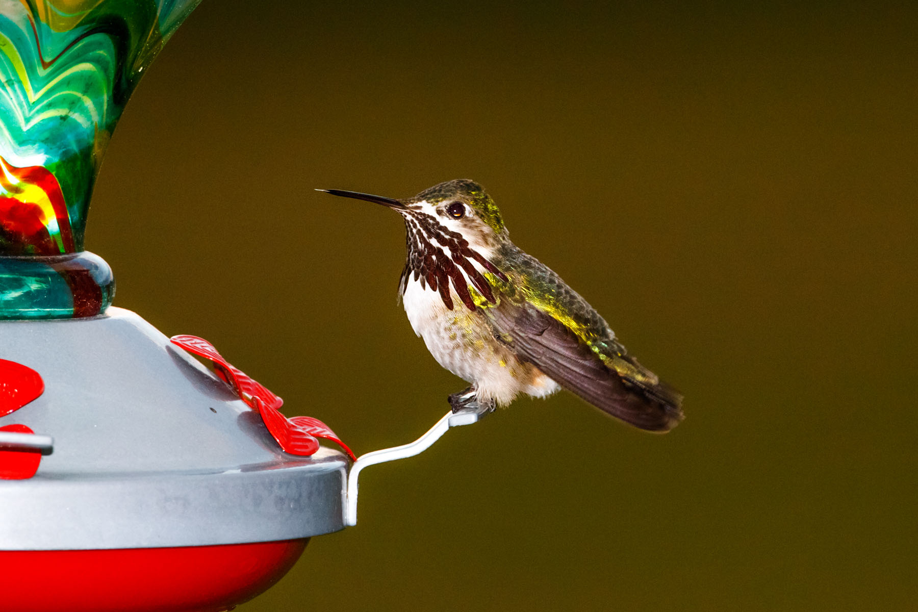 Hummingbird in back yard.  Click for next photo.