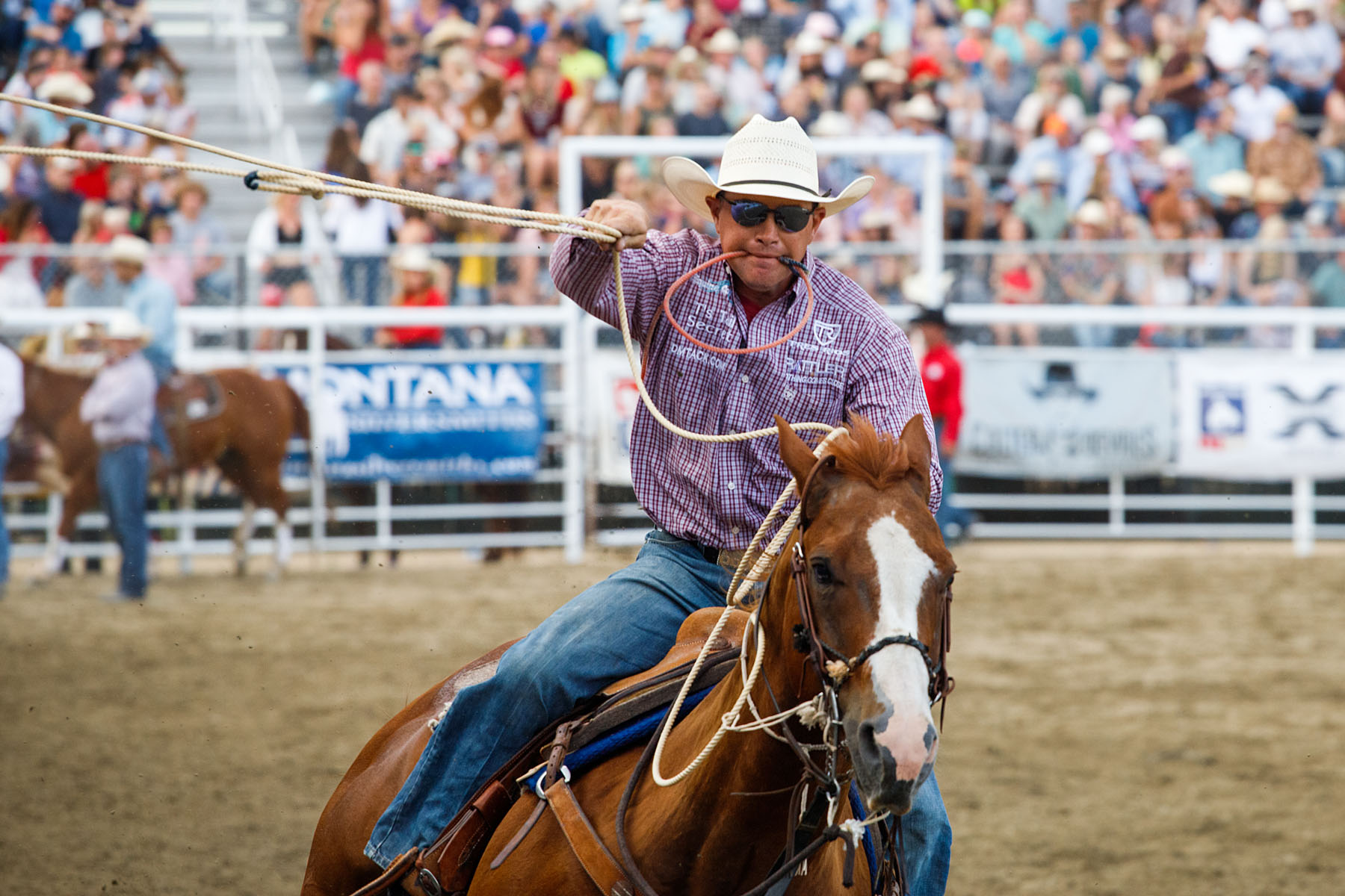 Tie-down Roping, Home of Champions Rodeo, Red Lodge, MT.  Click for next photo.