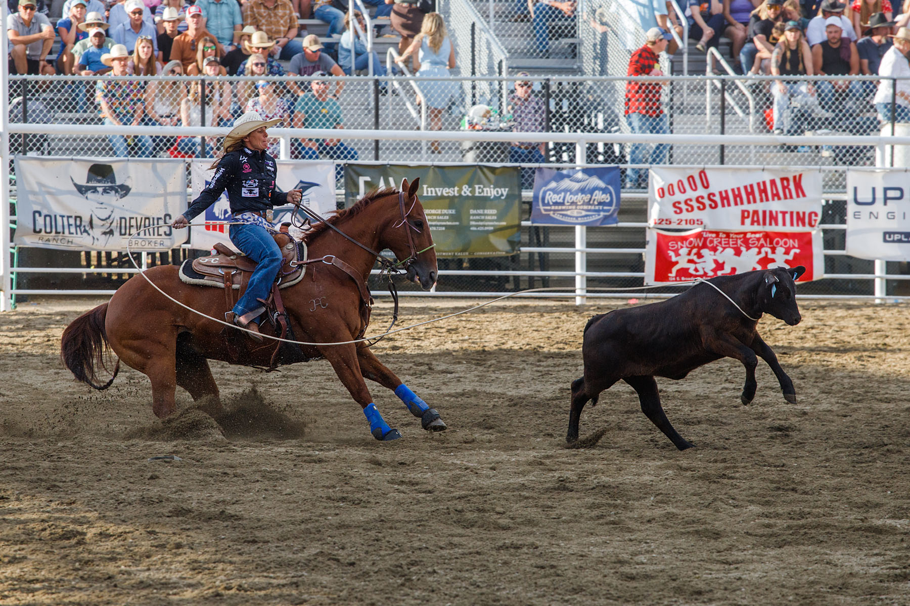 Breakaway Roping, Home of Champions Rodeo, Red Lodge, MT.  Click for next photo.