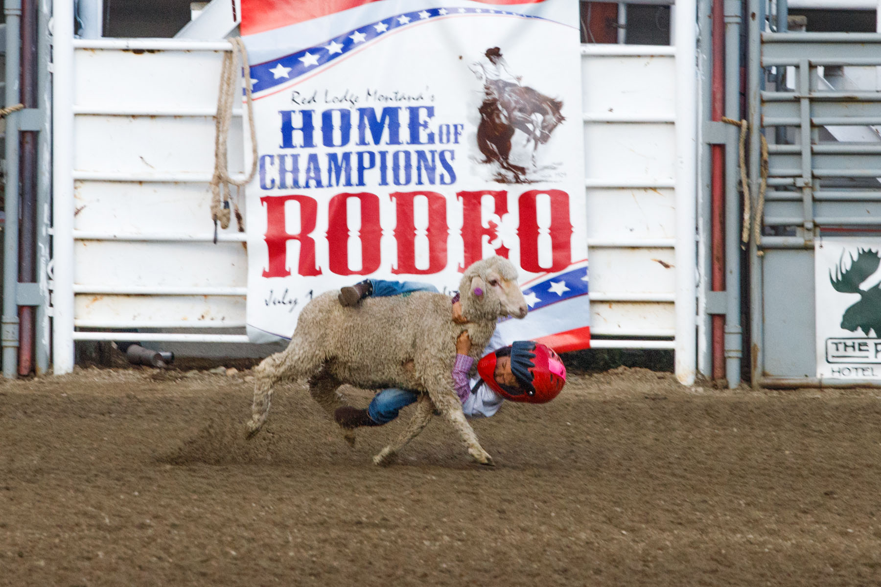 Mutton Busting, Home of Champions Rodeo, Red Lodge, MT.  Click for next photo.