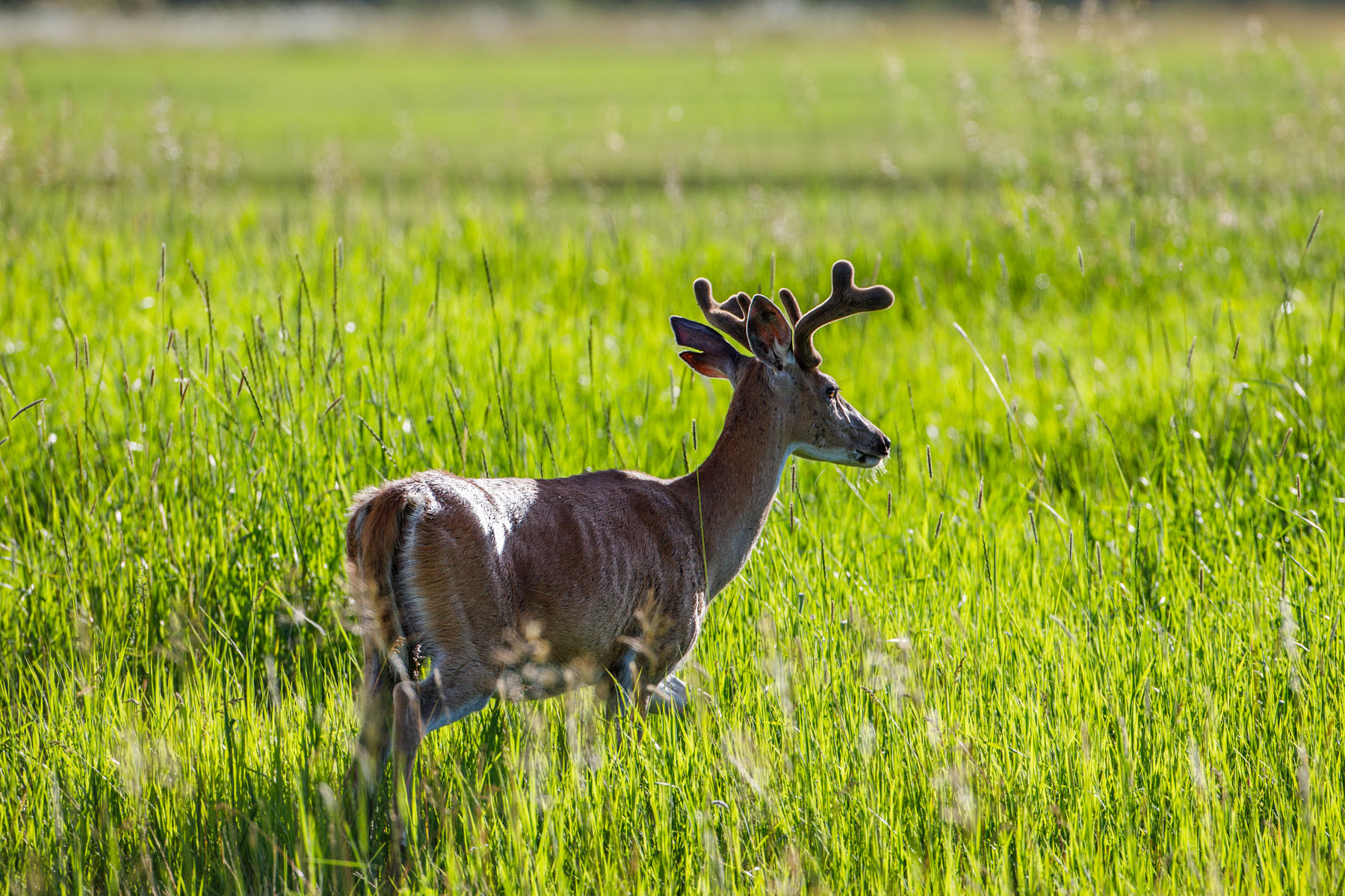 Deer in back yard.  Click for next photo.