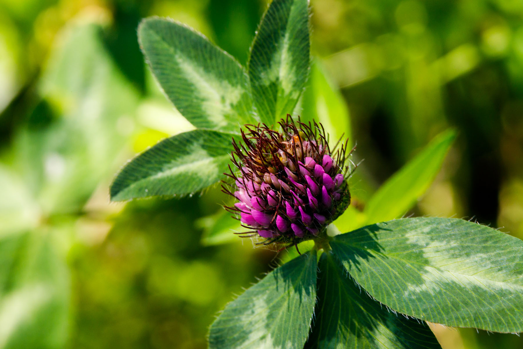 Flower along NSF Palisades Trail 109.  Click for next photo.