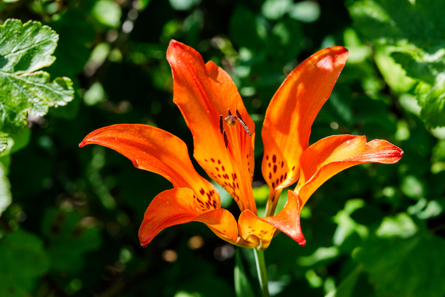Flower along NSF Palisades Trail 109.  Click for next photo.