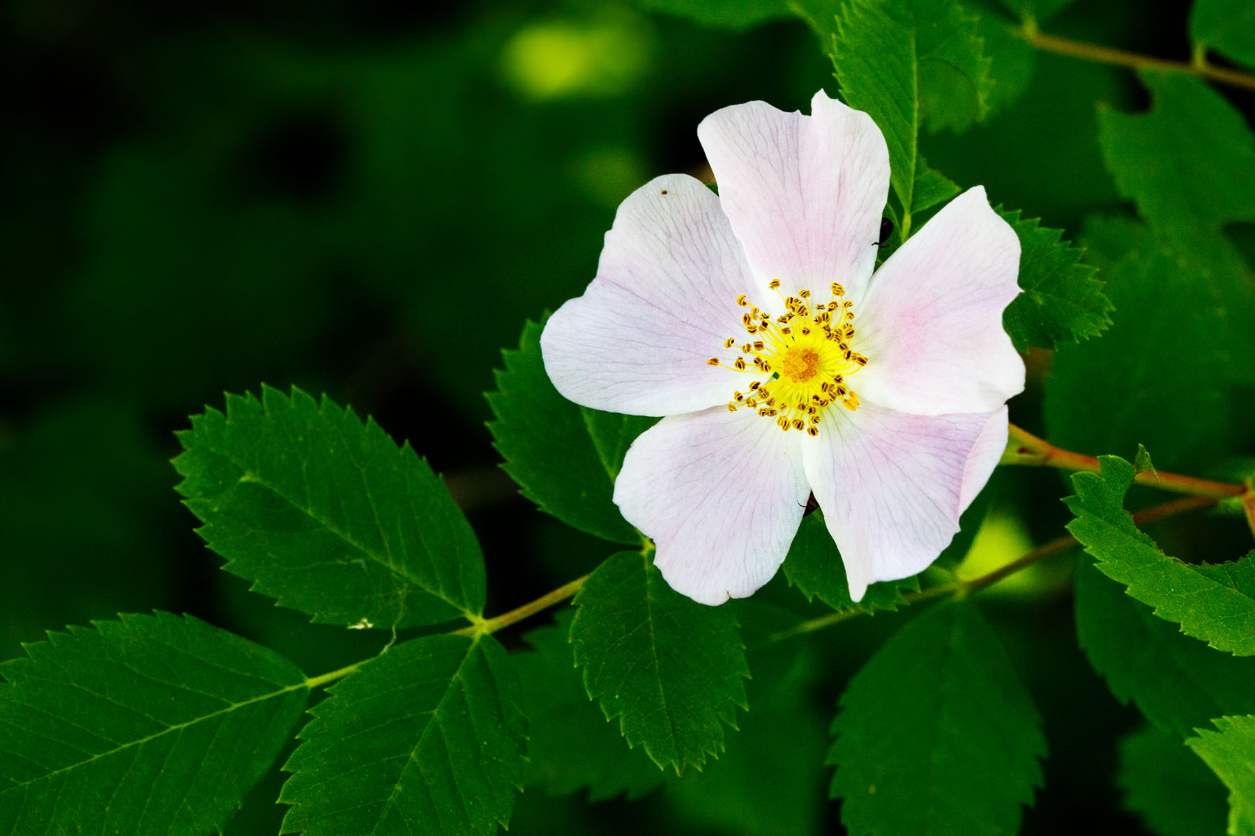 Flower along NSF Palisades Trail 109.  Click for next photo.