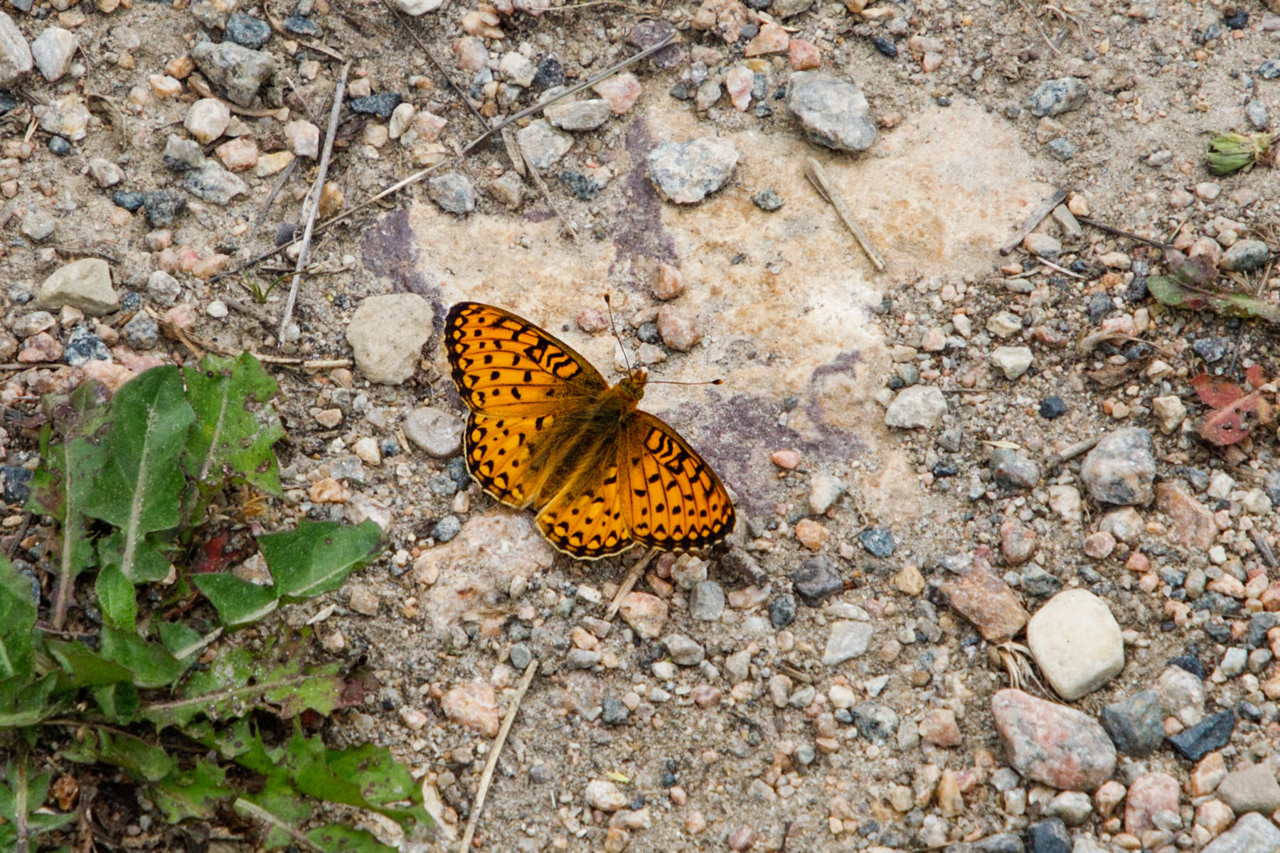 Butterfly near Lake Creek Falls, Beartooth Highway, Wyoming.  Click for next photo.