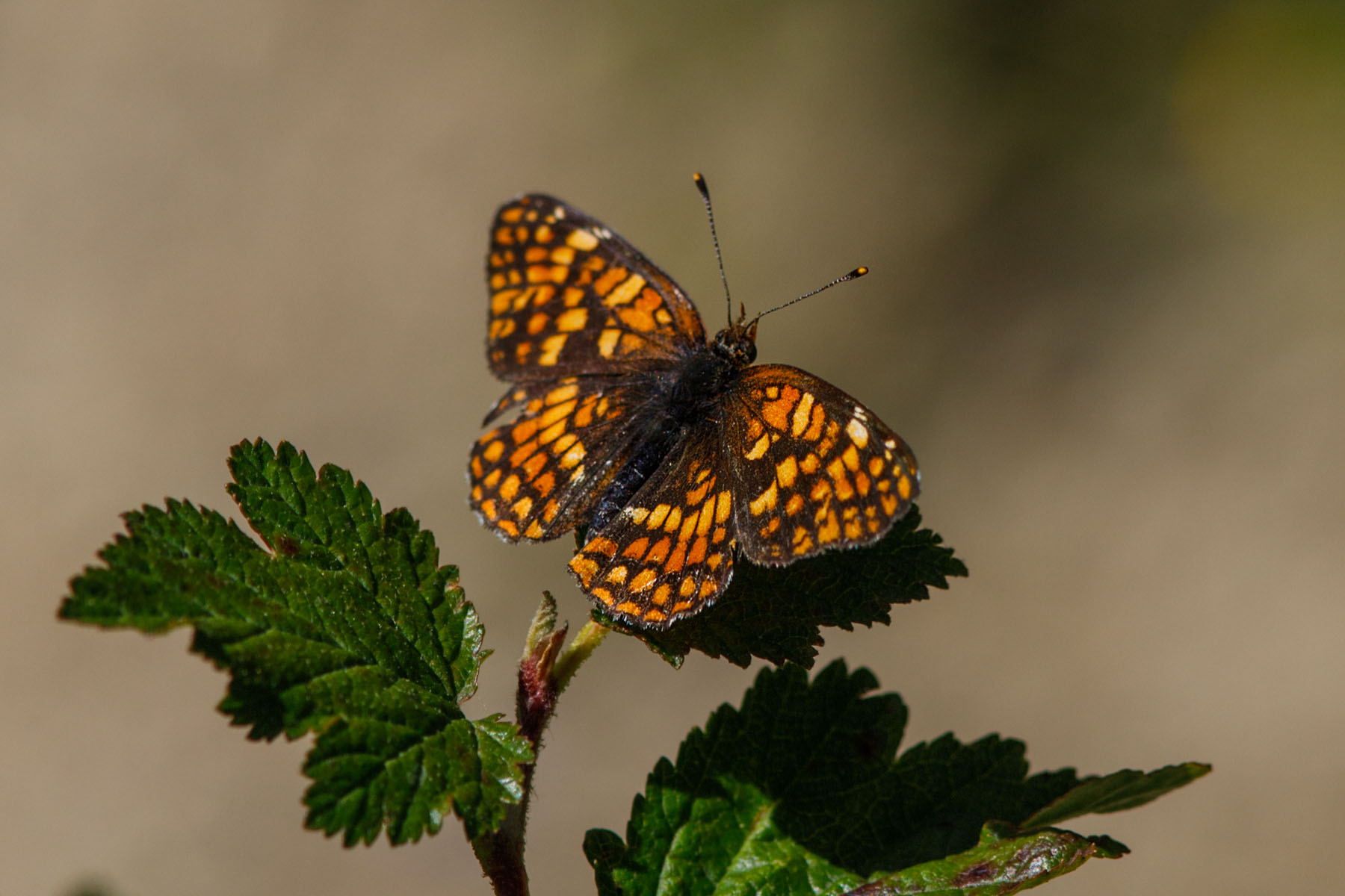 Butterfly on the Palisades Trail, Montana.  Click for next photo.