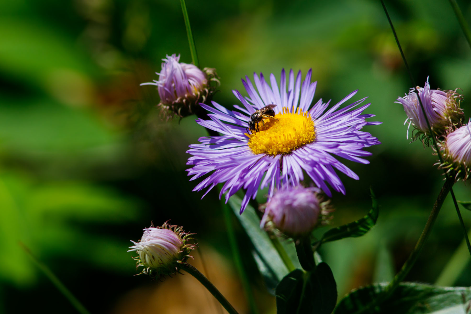 Bug on a flower along NSF Palisades Trail 109, Montana.  Click for next photo.