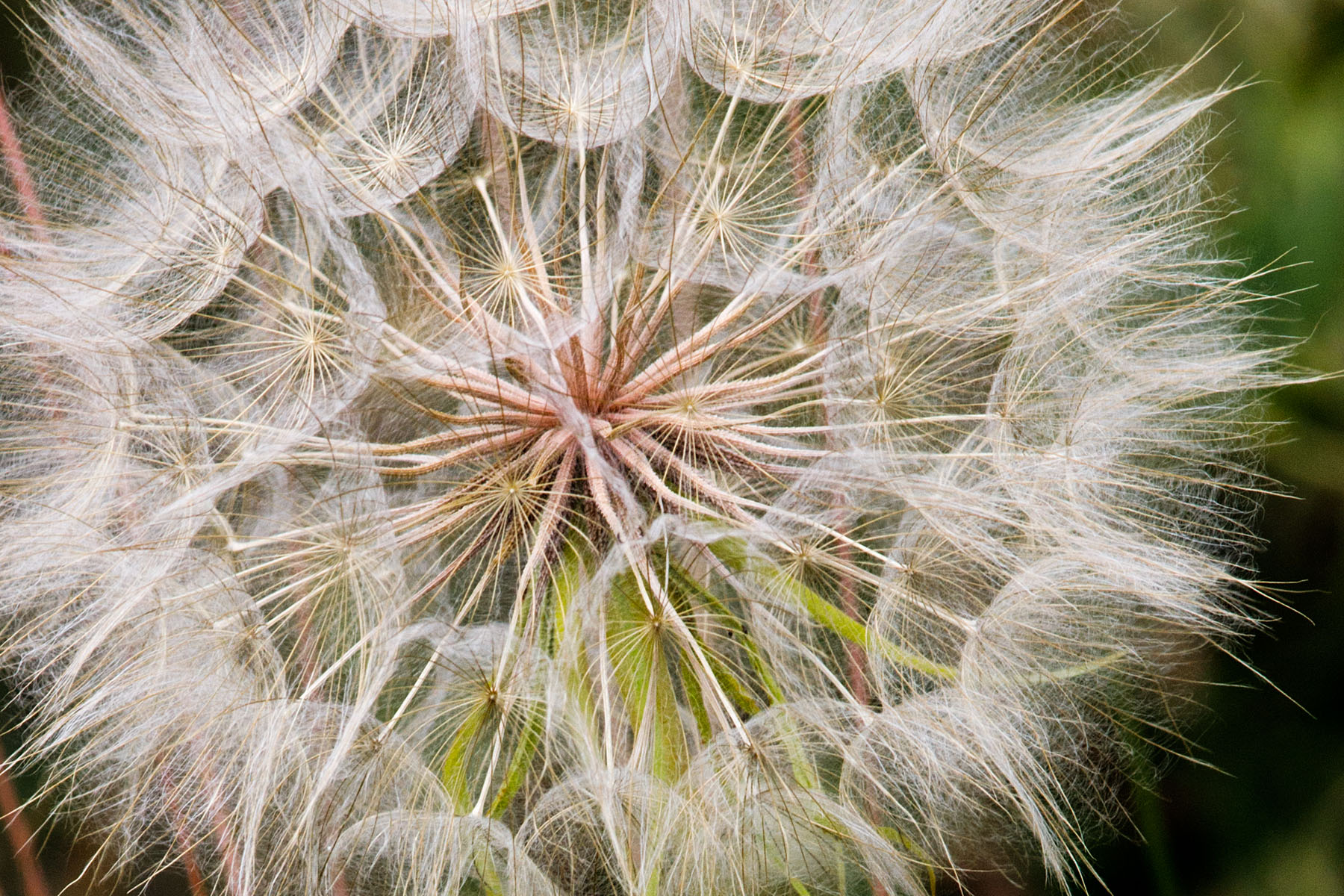 Plant going to seed along NSF Palisades Trail 109, Montana.  Click for next photo.