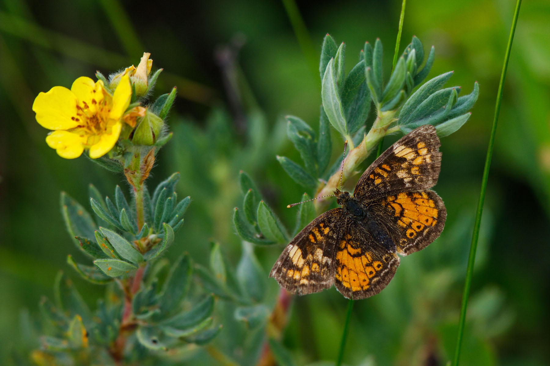 Butterfly near Lake Creek Falls, Beartooth Highway, Wyoming.  Click for next photo.