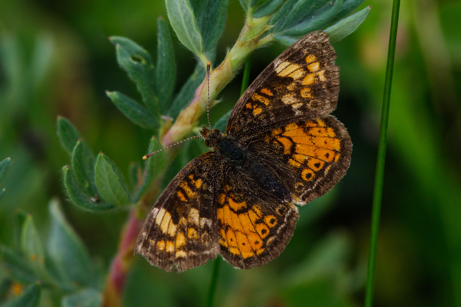 Butterfly near Lake Creek Falls, Beartooth Highway, Wyoming.  Click for next photo.