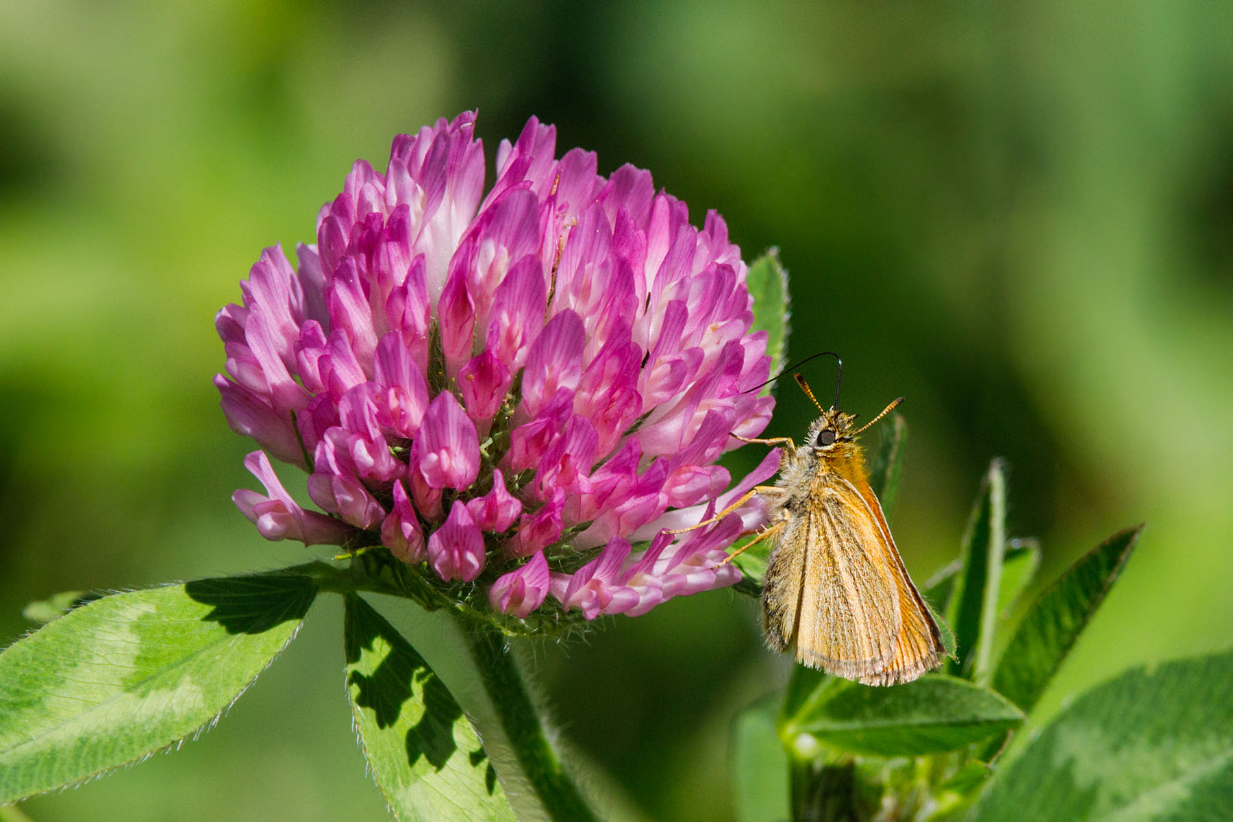 Along NSF Palisades Trail 109.  Click for next photo.