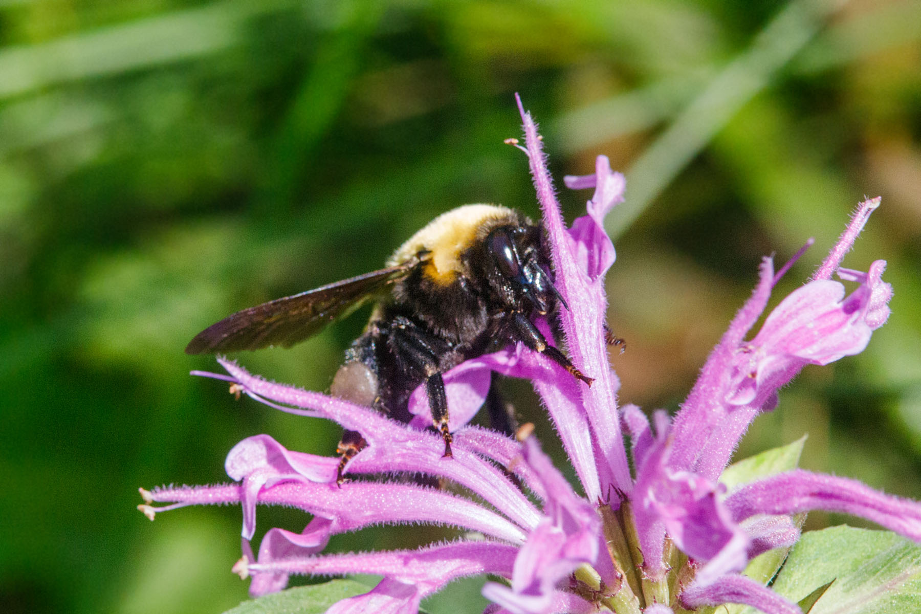 Bee on flower, Palisades Trail 109.  Click for next photo.