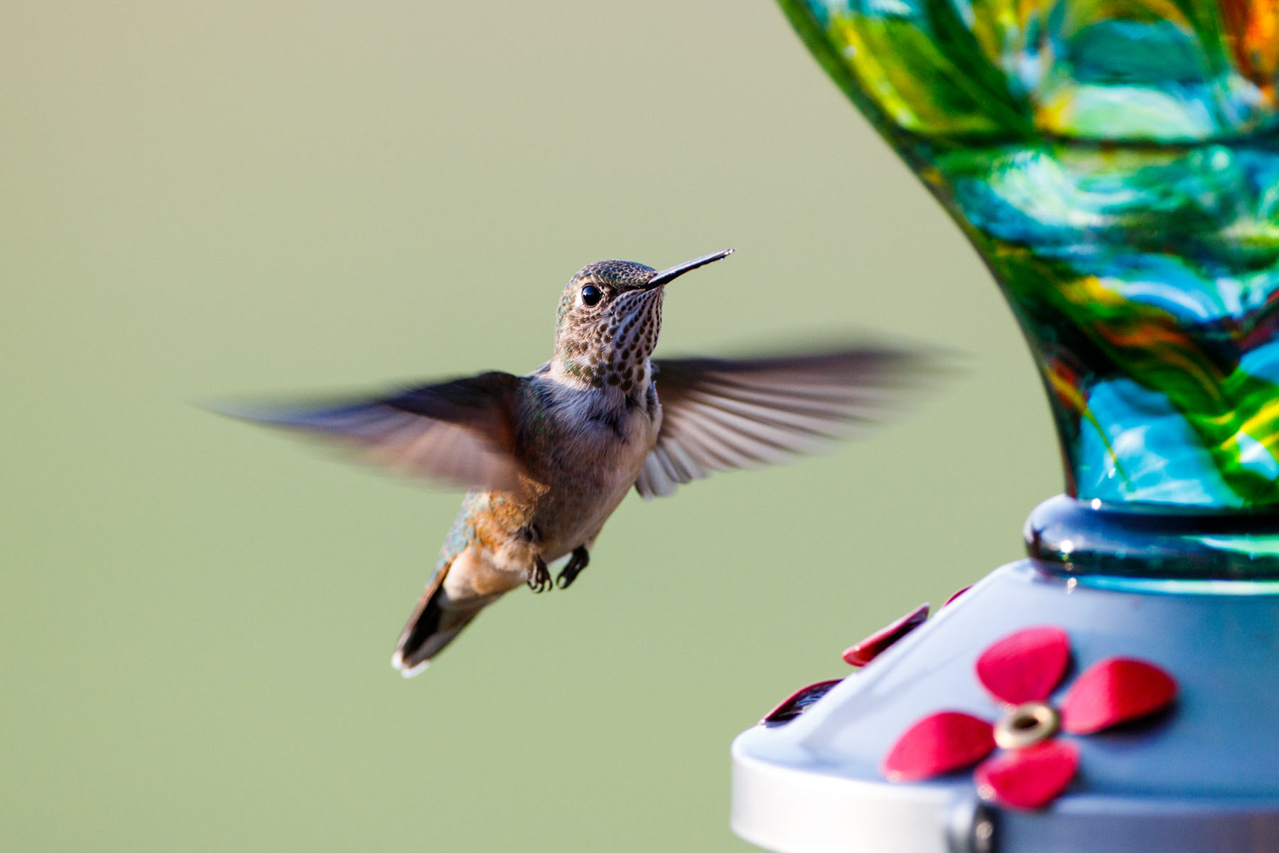 Hummingbird in back yard.  Click for next photo.