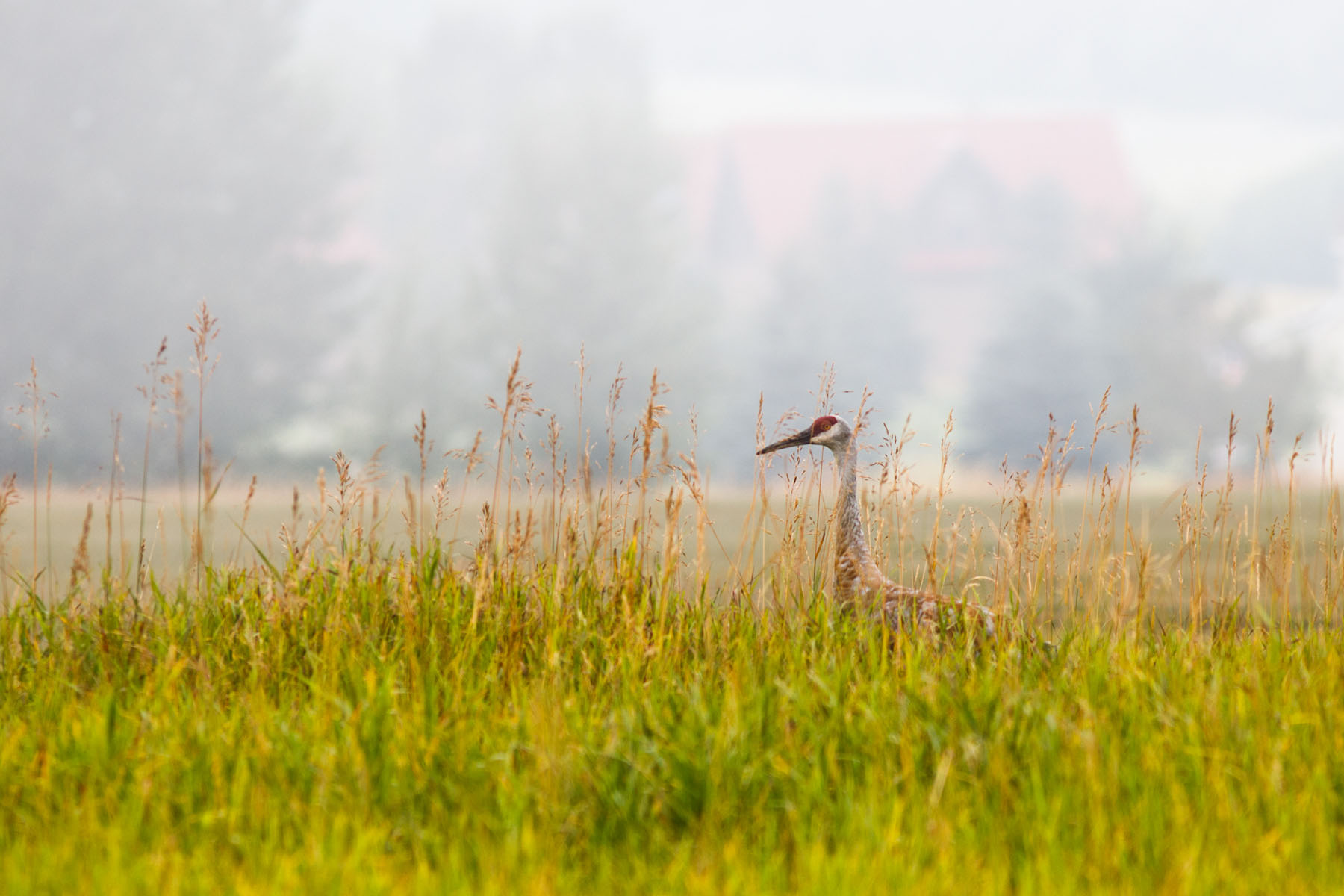 Sandhill crane in the neighborhood, MT.  Click for next photo.