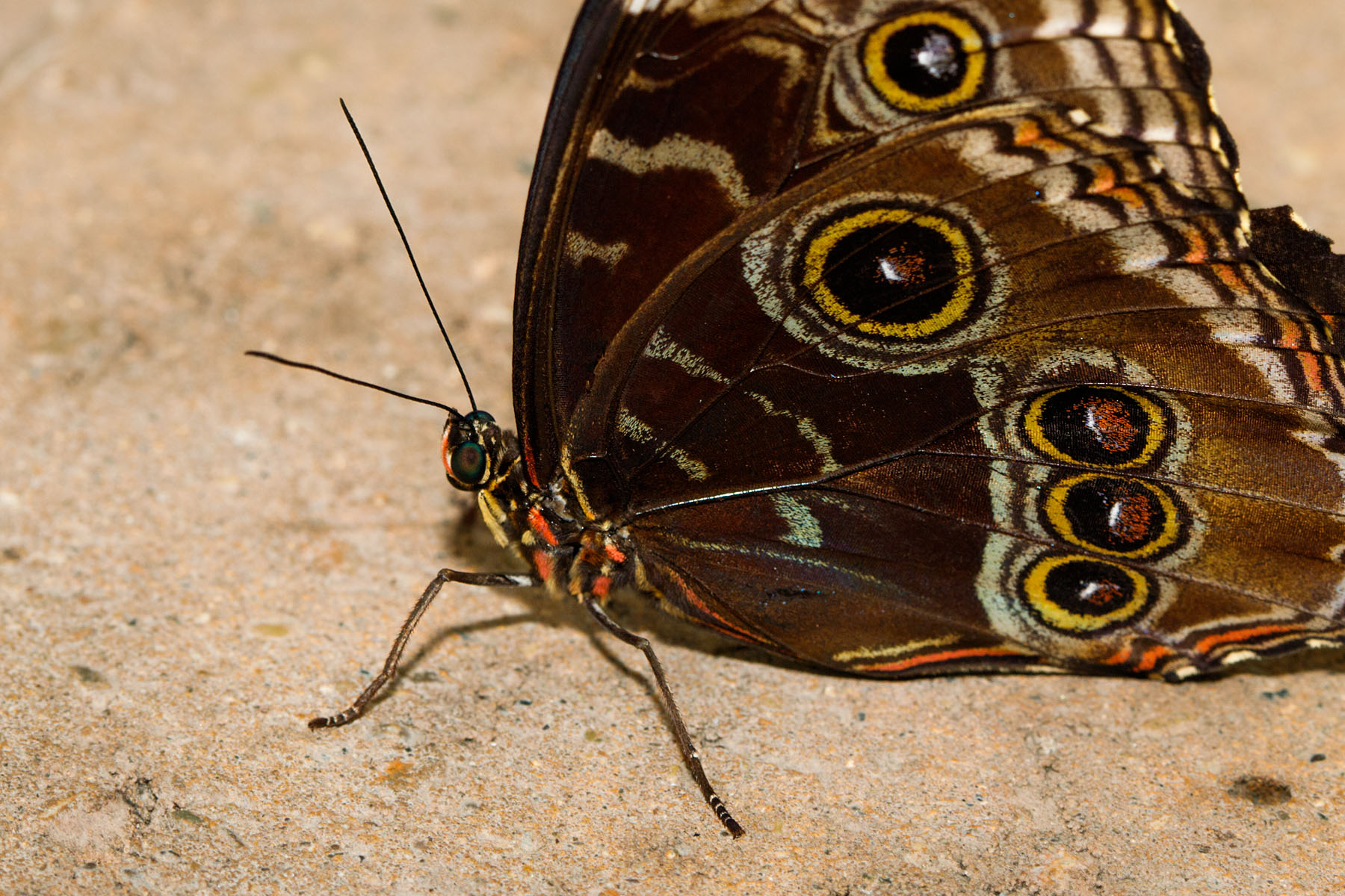 Wings of Mackinac, Michigan.  Click for next photo.