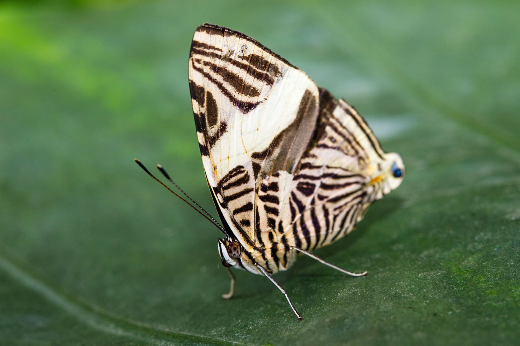 Wings of Mackinac, Michigan.  Click for next photo.