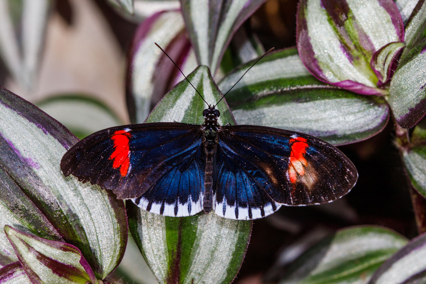 Wings of Mackinac, Michigan.  Click for next photo.