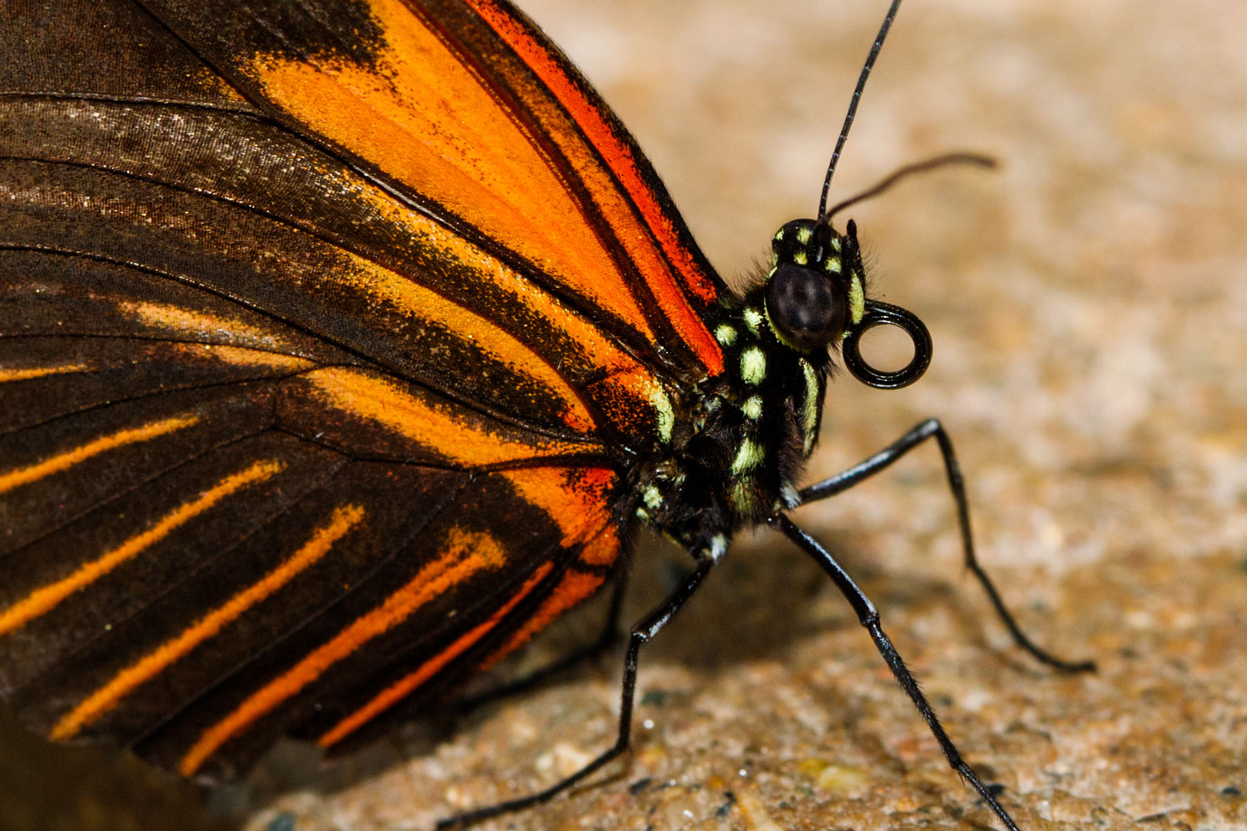Wings of Mackinac, Michigan.  Click for next photo.