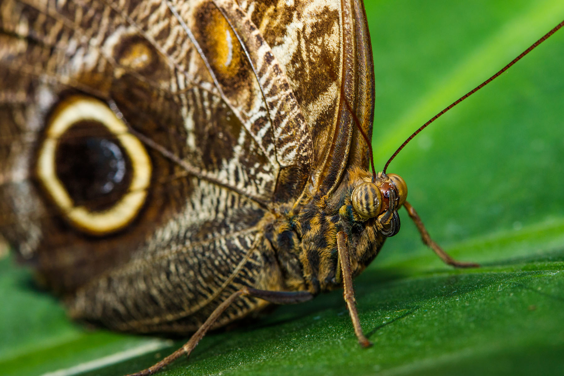 Wings of Mackinac, Michigan.  Click for next photo.