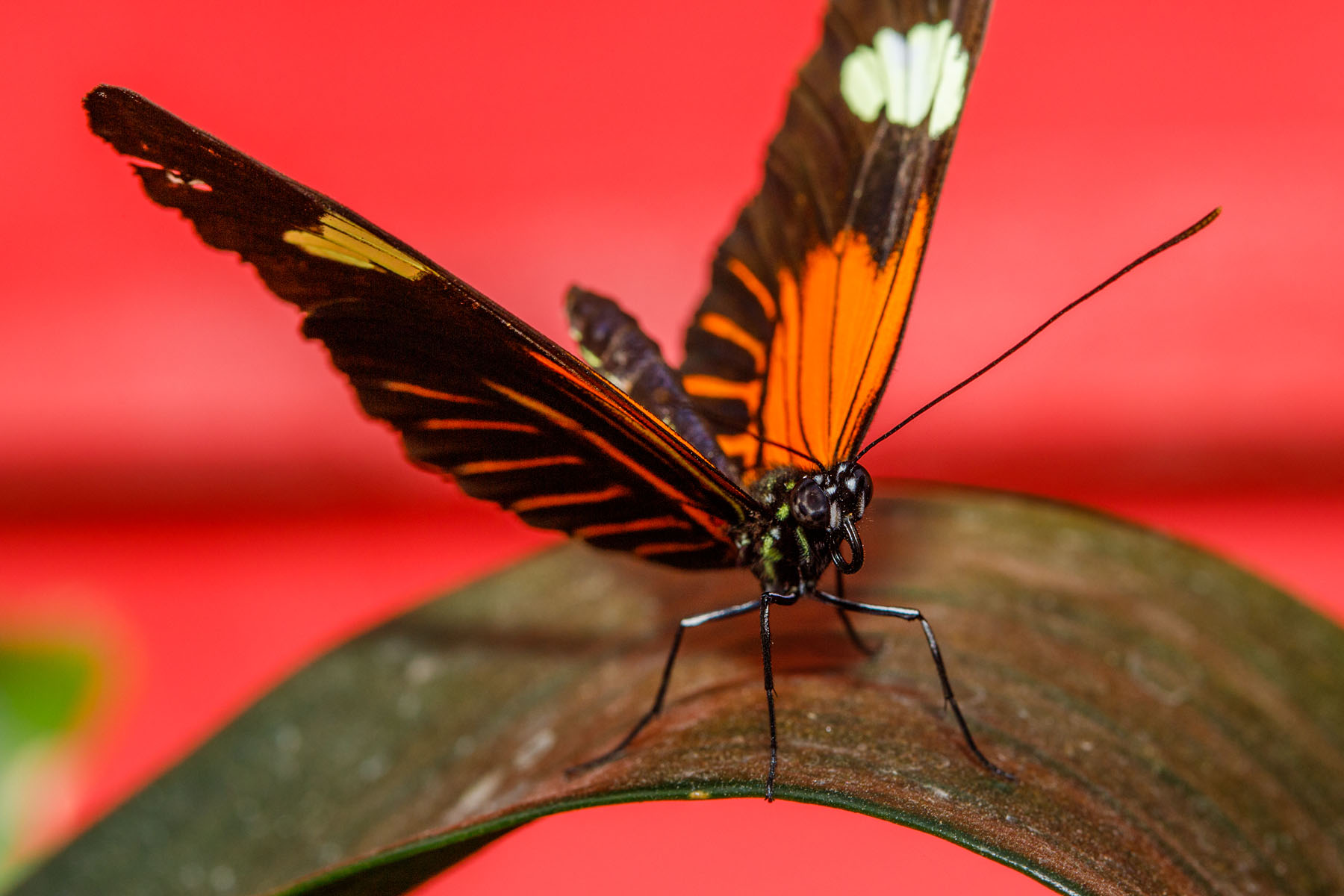 Wings of Mackinac, Michigan.  Click for next photo.