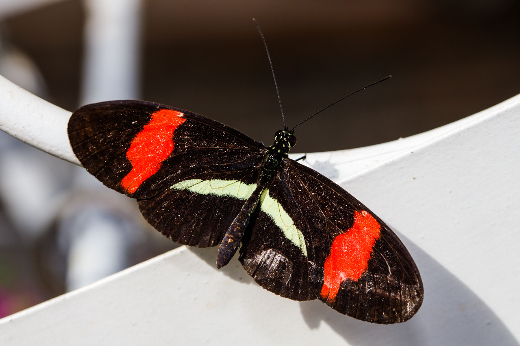 Wings of Mackinac, Michigan.  Click for next photo.