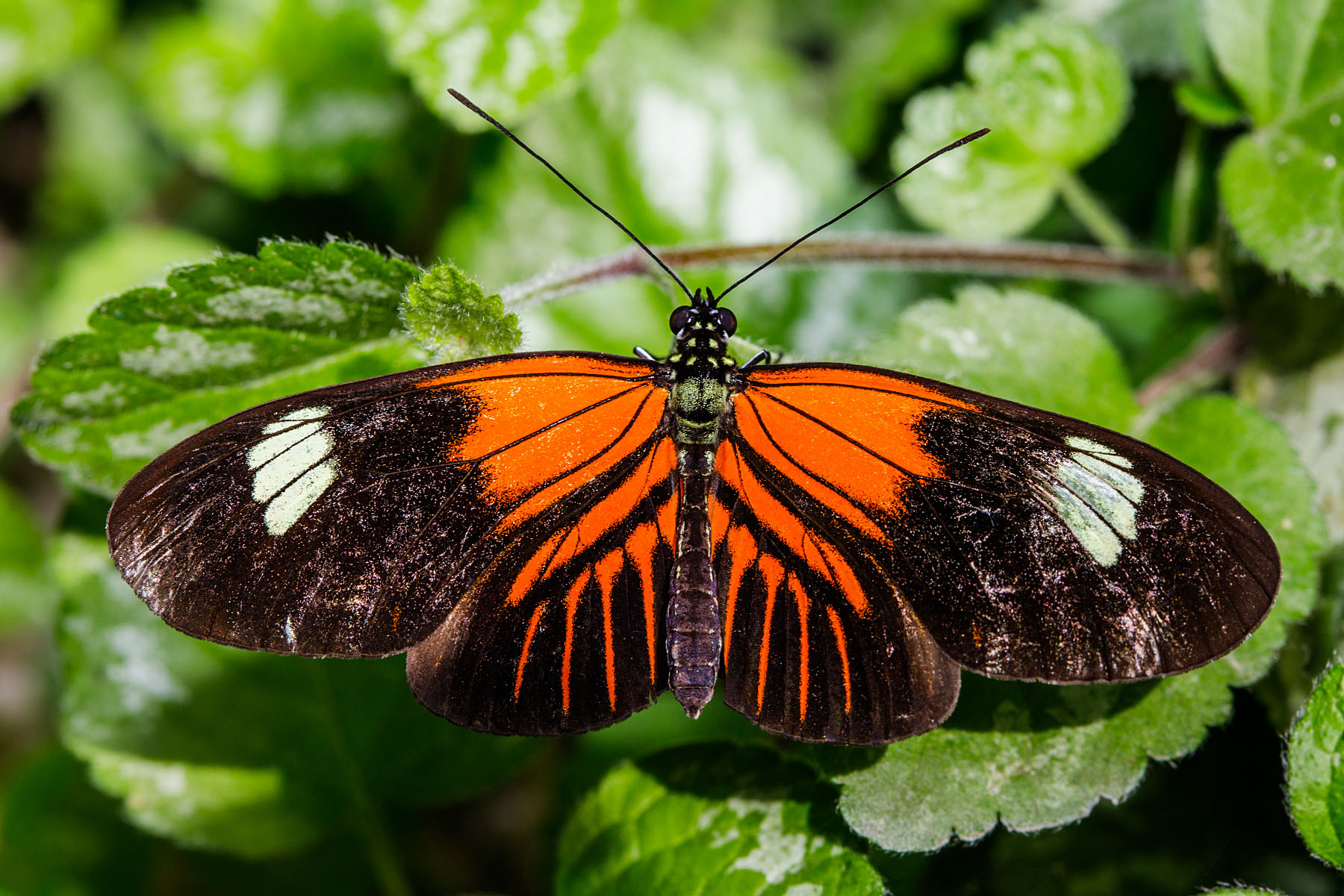 Wings of Mackinac, Michigan.  Click for next photo.