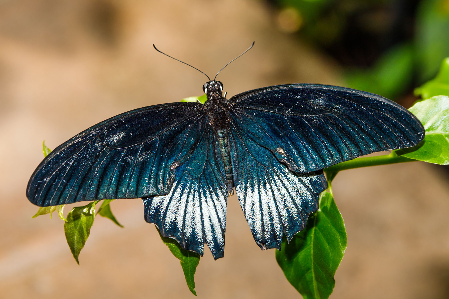 Wings of Mackinac, Michigan.  Click for next photo.