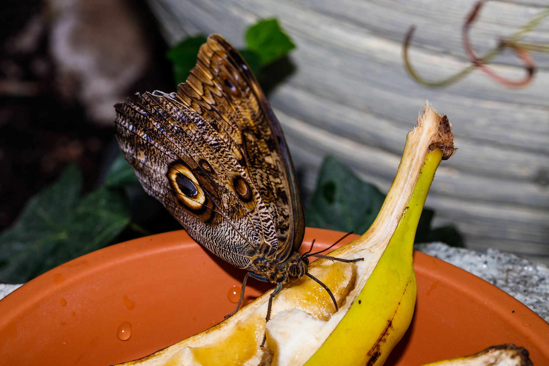 Wings of Mackinac, Michigan.  Click for next photo.