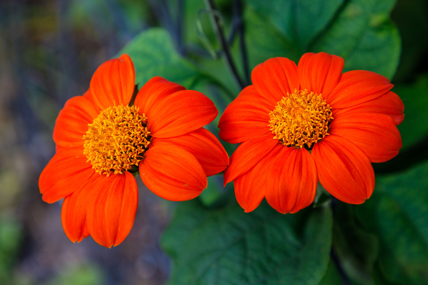 Mackinac Island, Michigan.  Click for next photo.