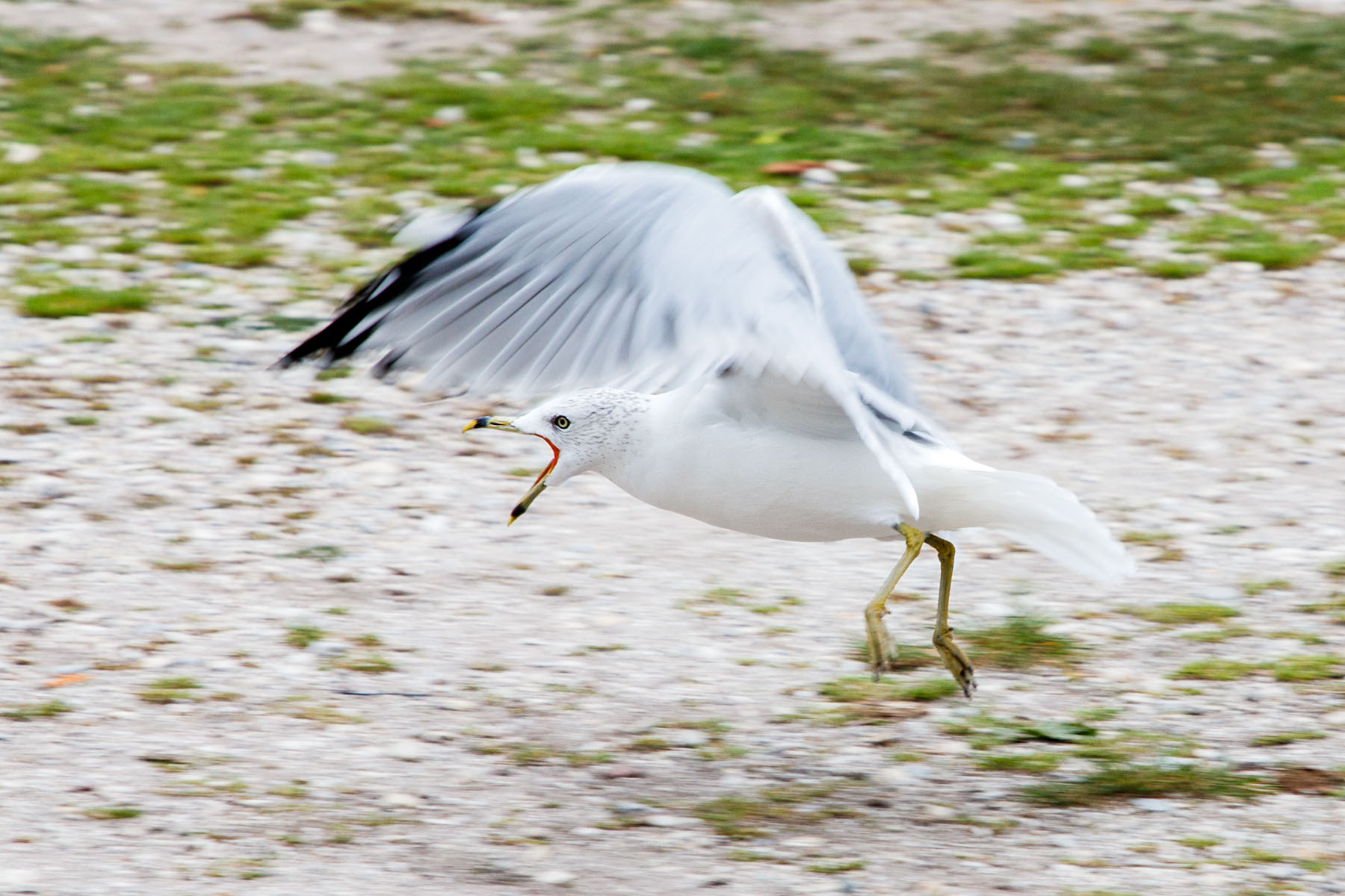 Squawking gull, Mackinac Island, Michigan.  Click for next photo.