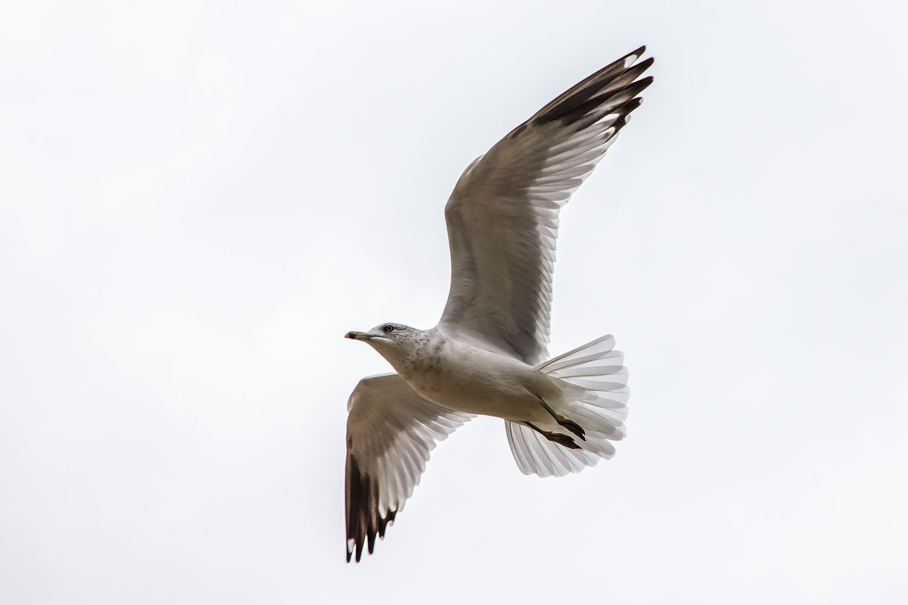 Gull, Mackinac Island, Michigan.  Click for next photo.