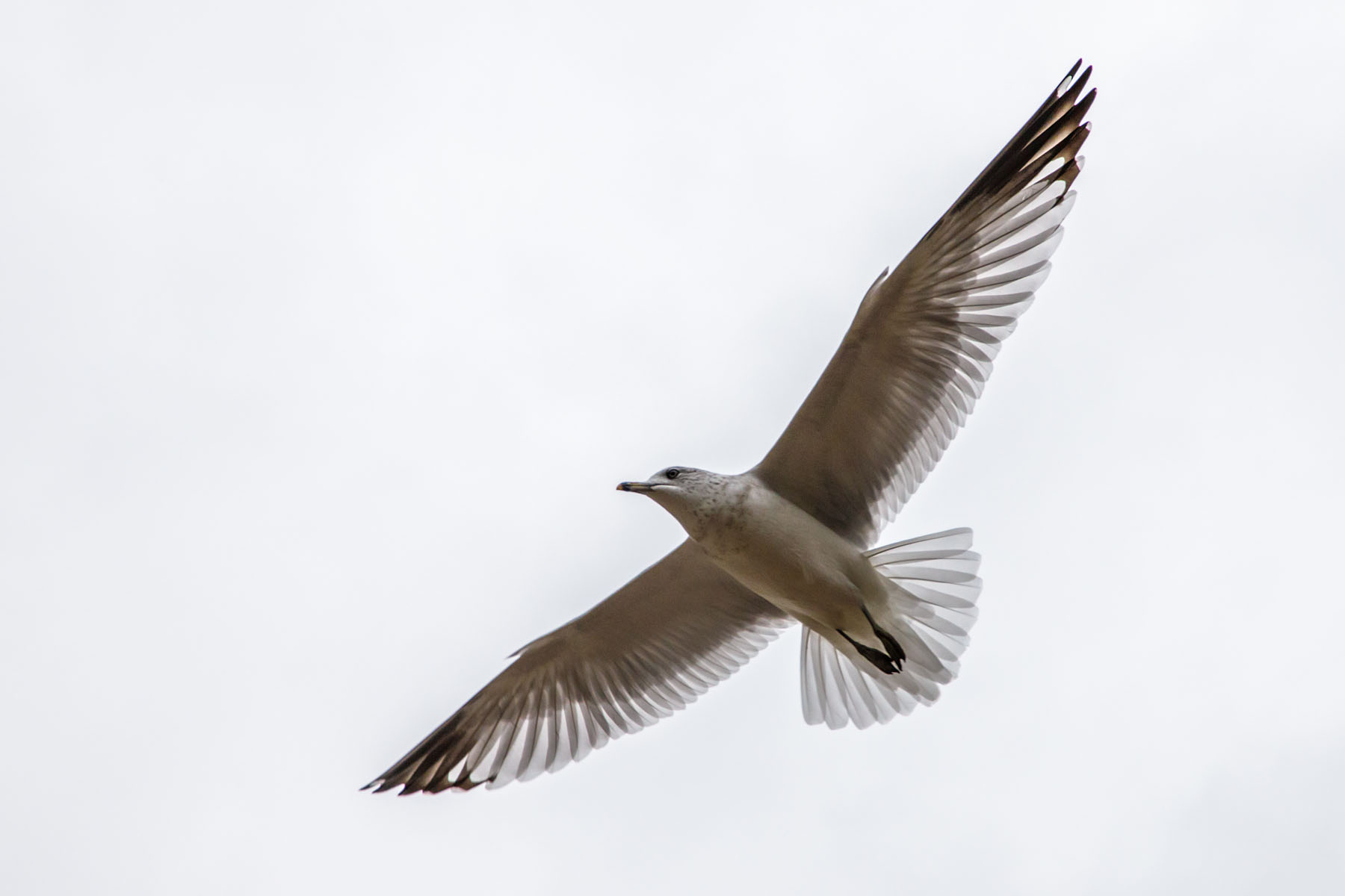 Gull, Mackinac Island, Michigan.  Click for next photo.